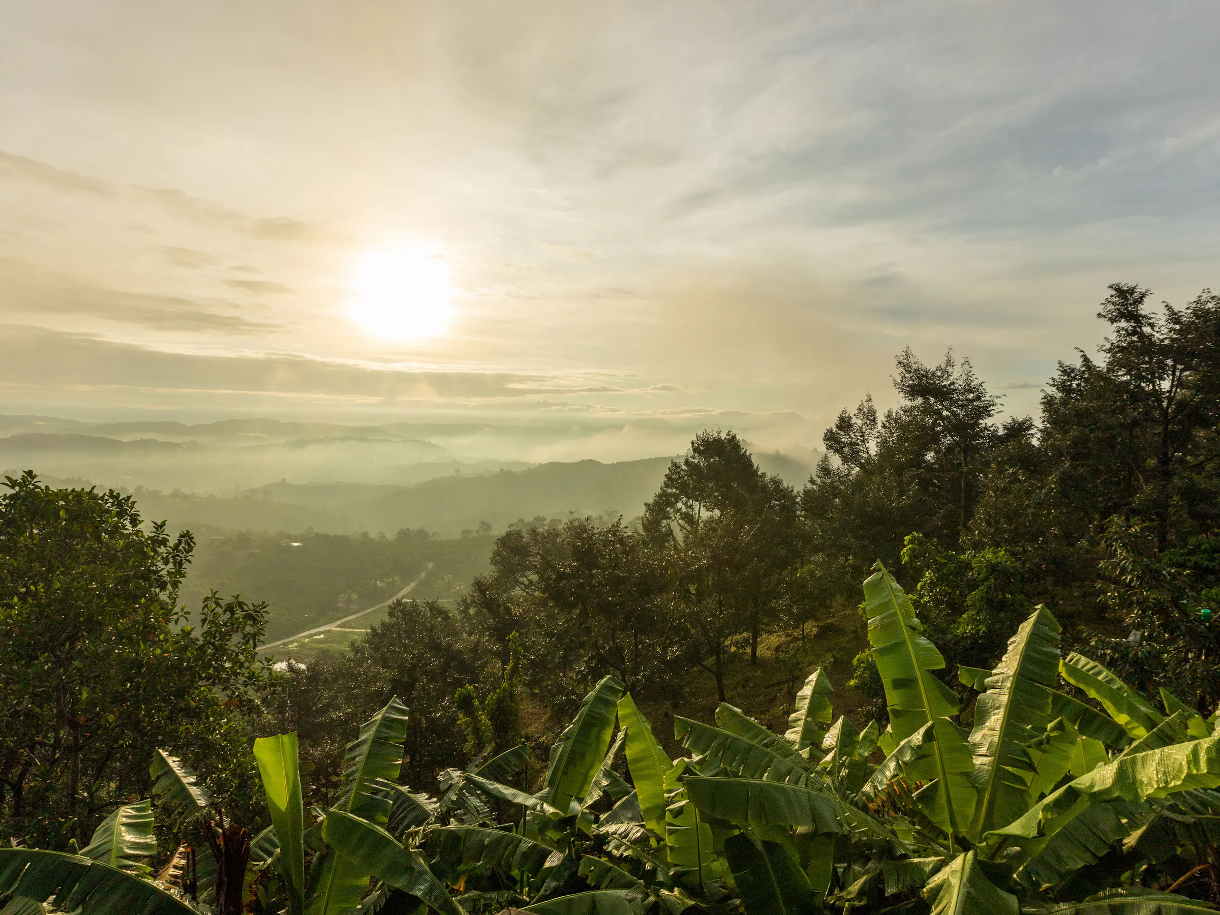 Sunrise over misty hills and banana plants, Rwanda Nyungwe
