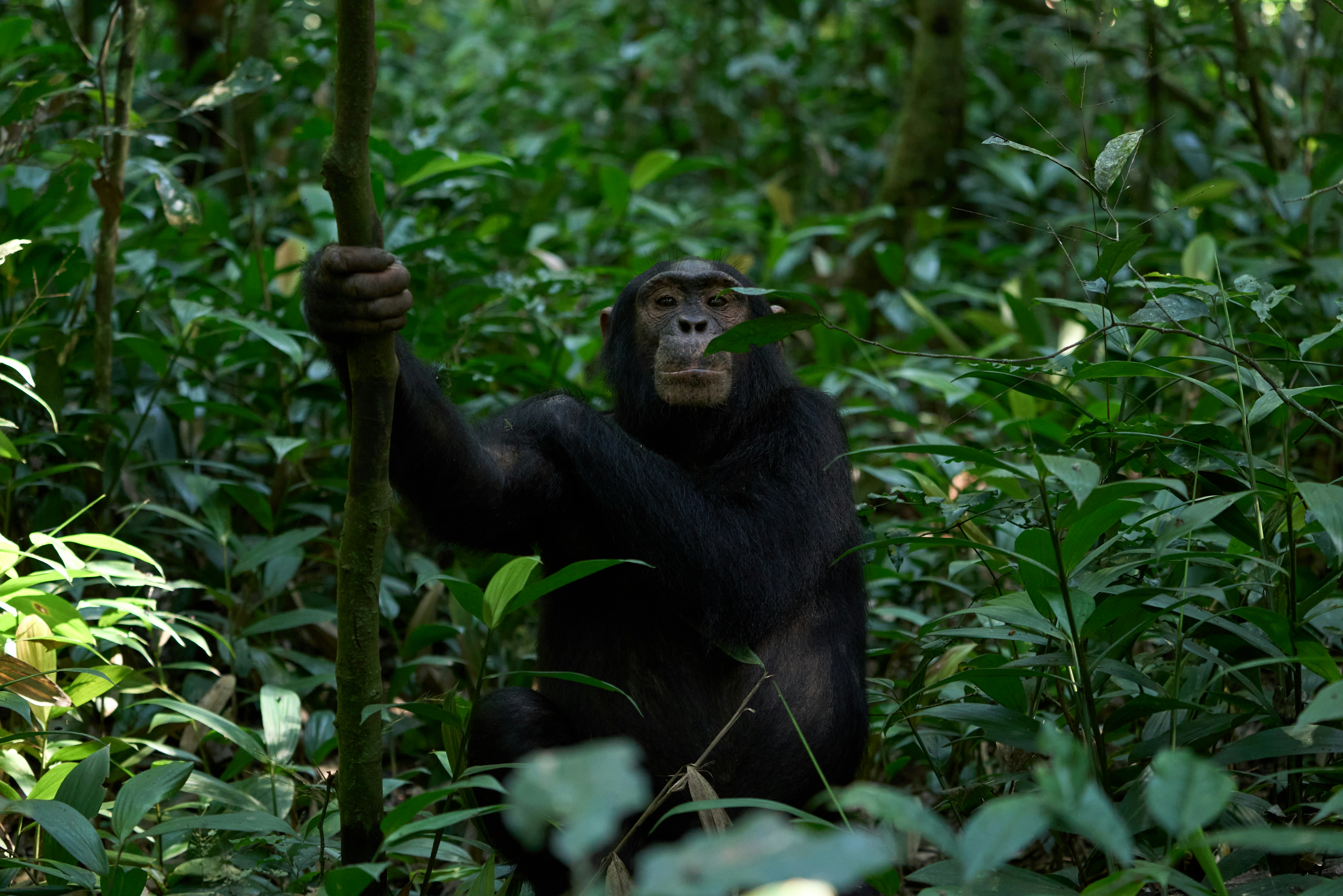 Chimpanzee holding a branch in Kibale National Park, Uganda