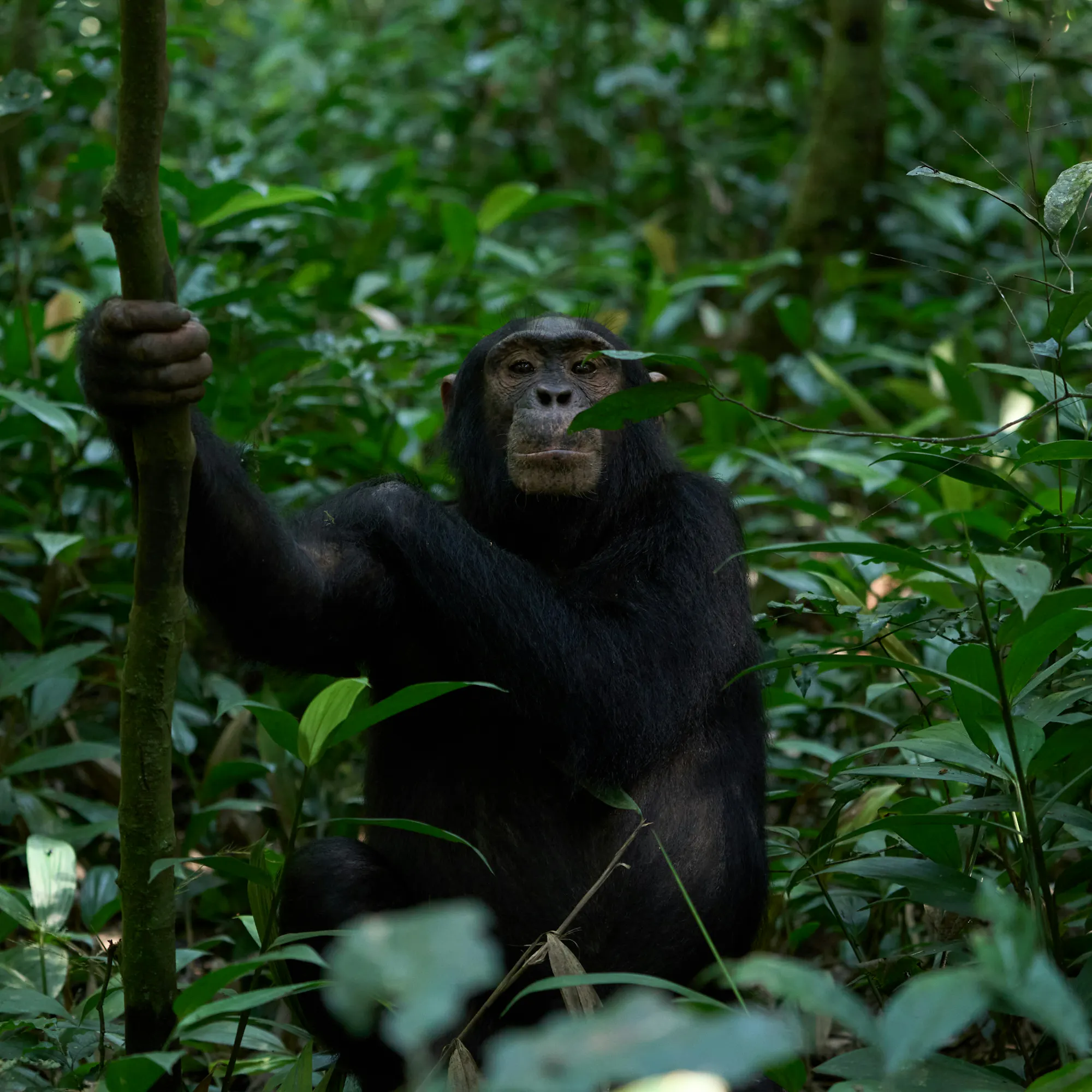 Chimpanzee holding a branch in Kibale National Park, Uganda