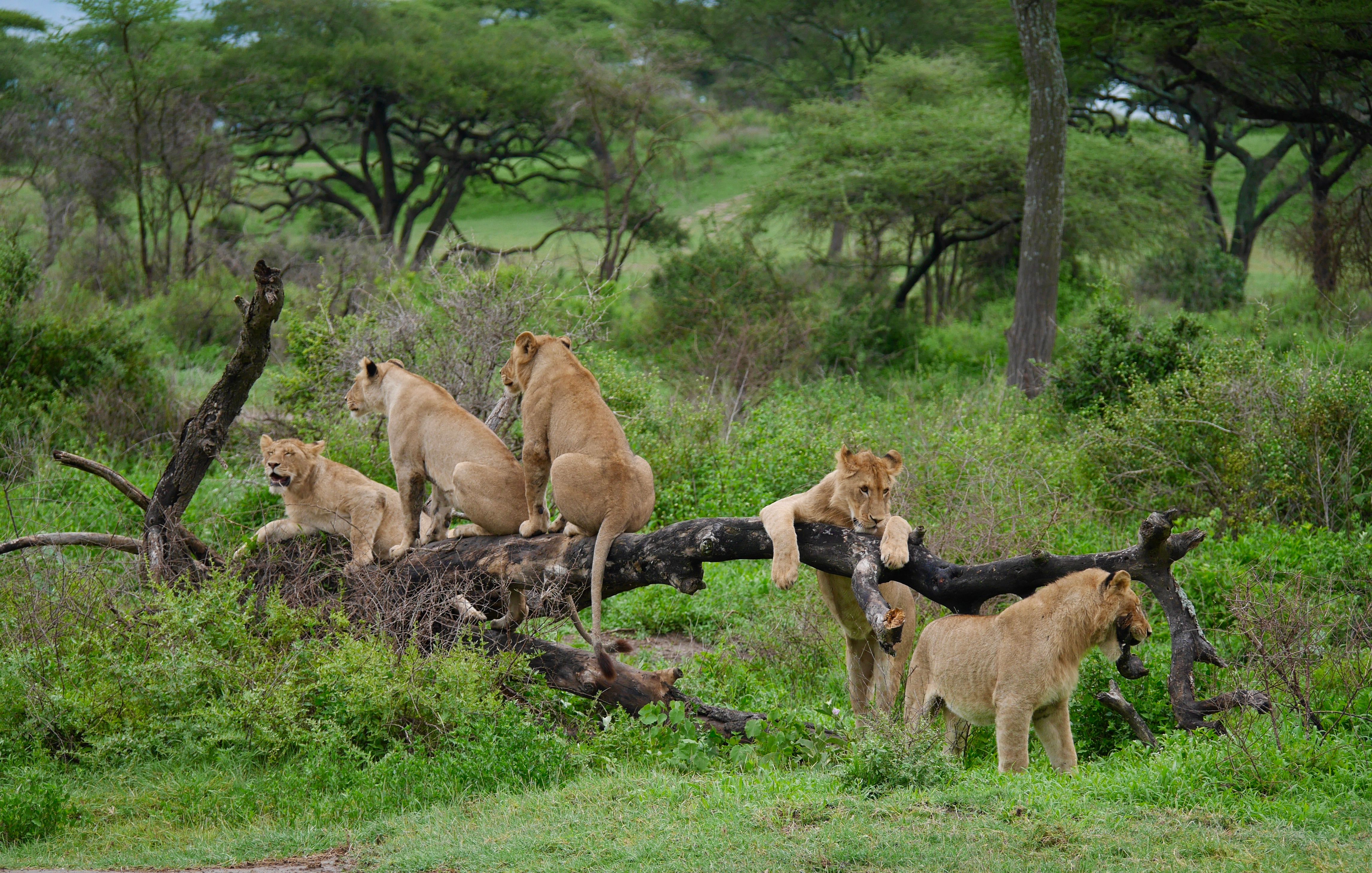 Lion pride resting on fallen tree, Serengeti Tanzania safari