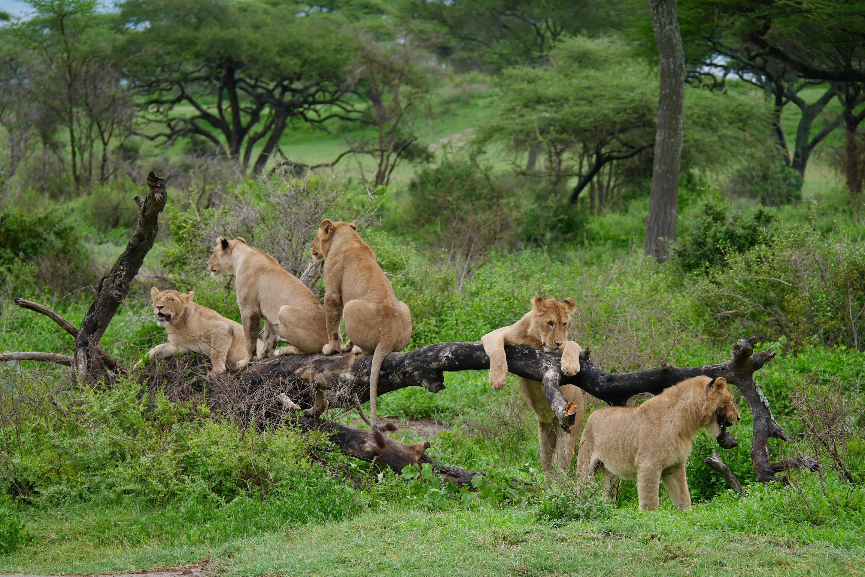 Lion pride resting on fallen tree, Serengeti Tanzania safari