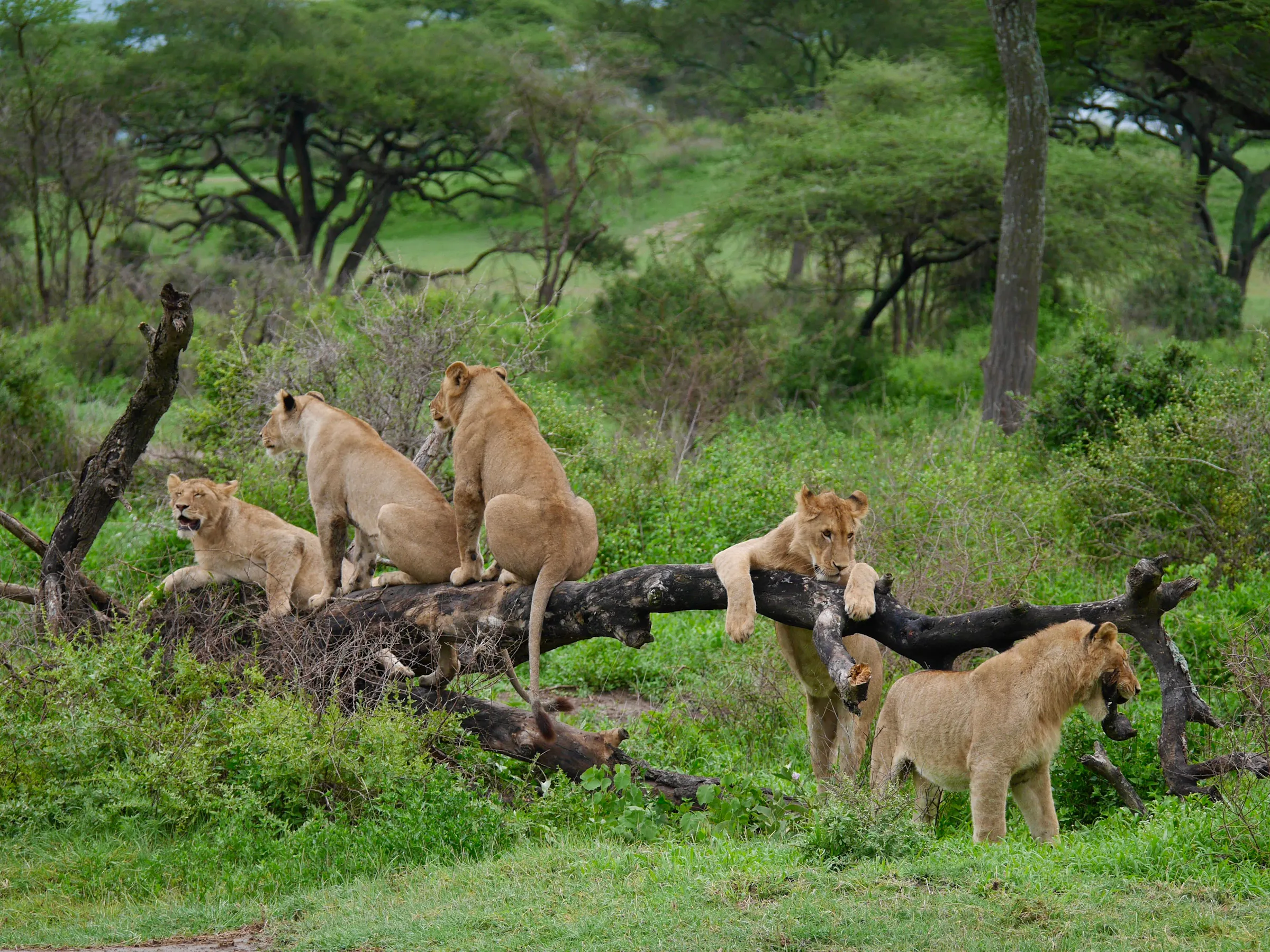 Lion pride resting on fallen tree, Serengeti Tanzania safari