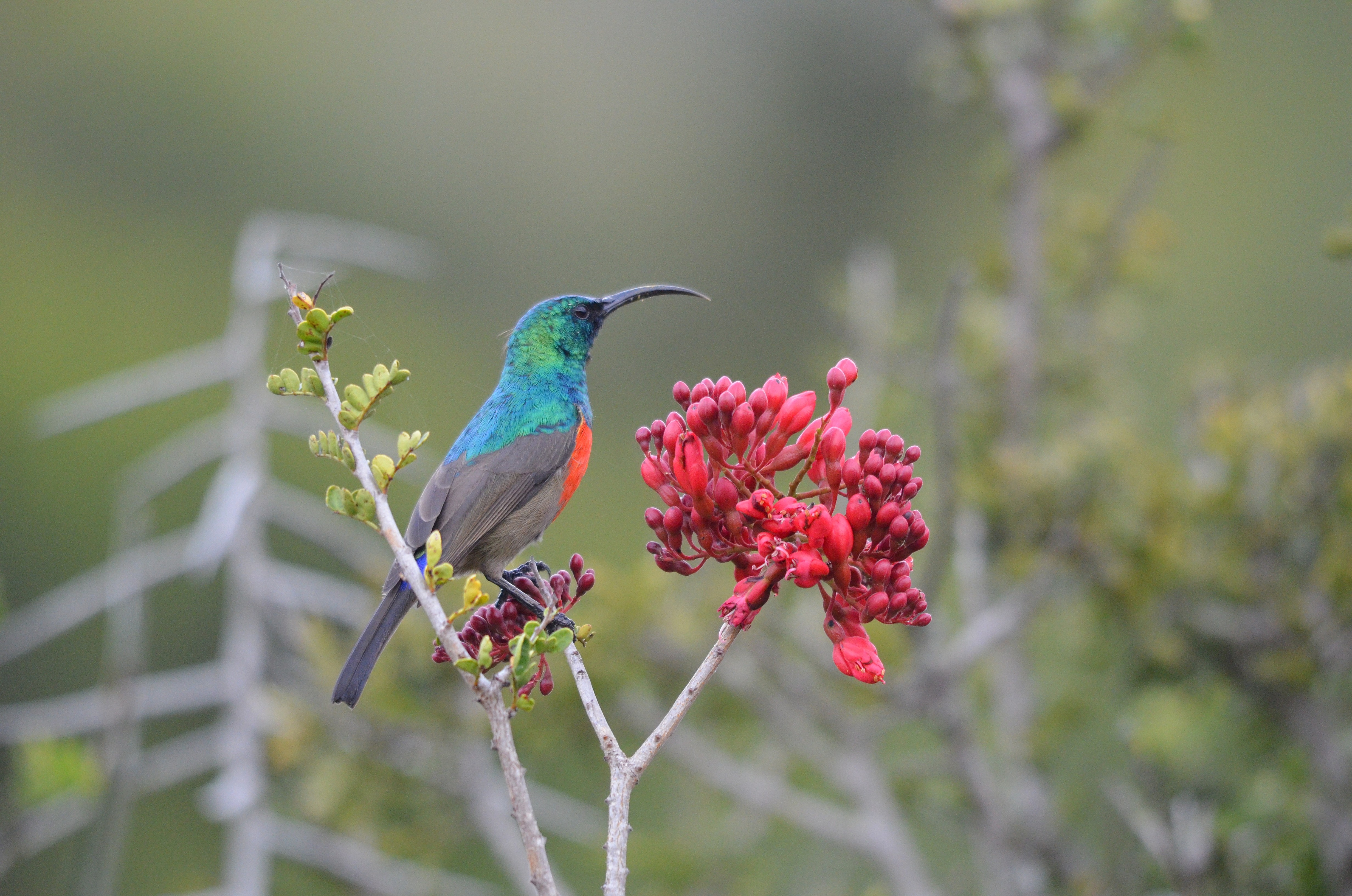 Greater double-collared sunbird perched on red flowers, South Africa