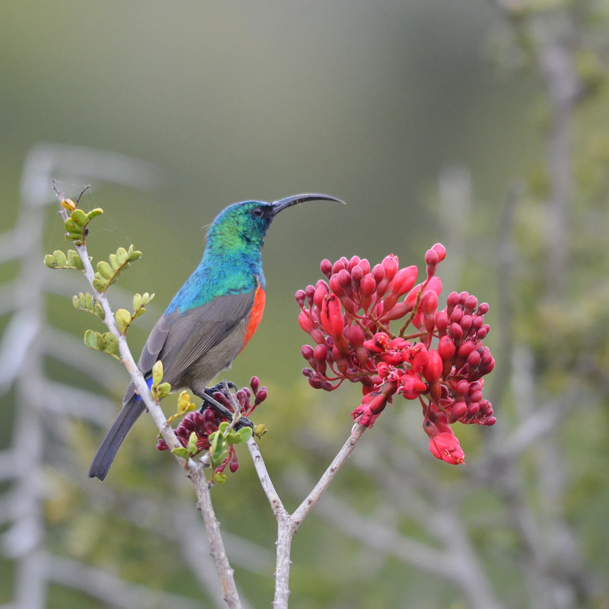Greater double-collared sunbird perched on red flowers, South Africa