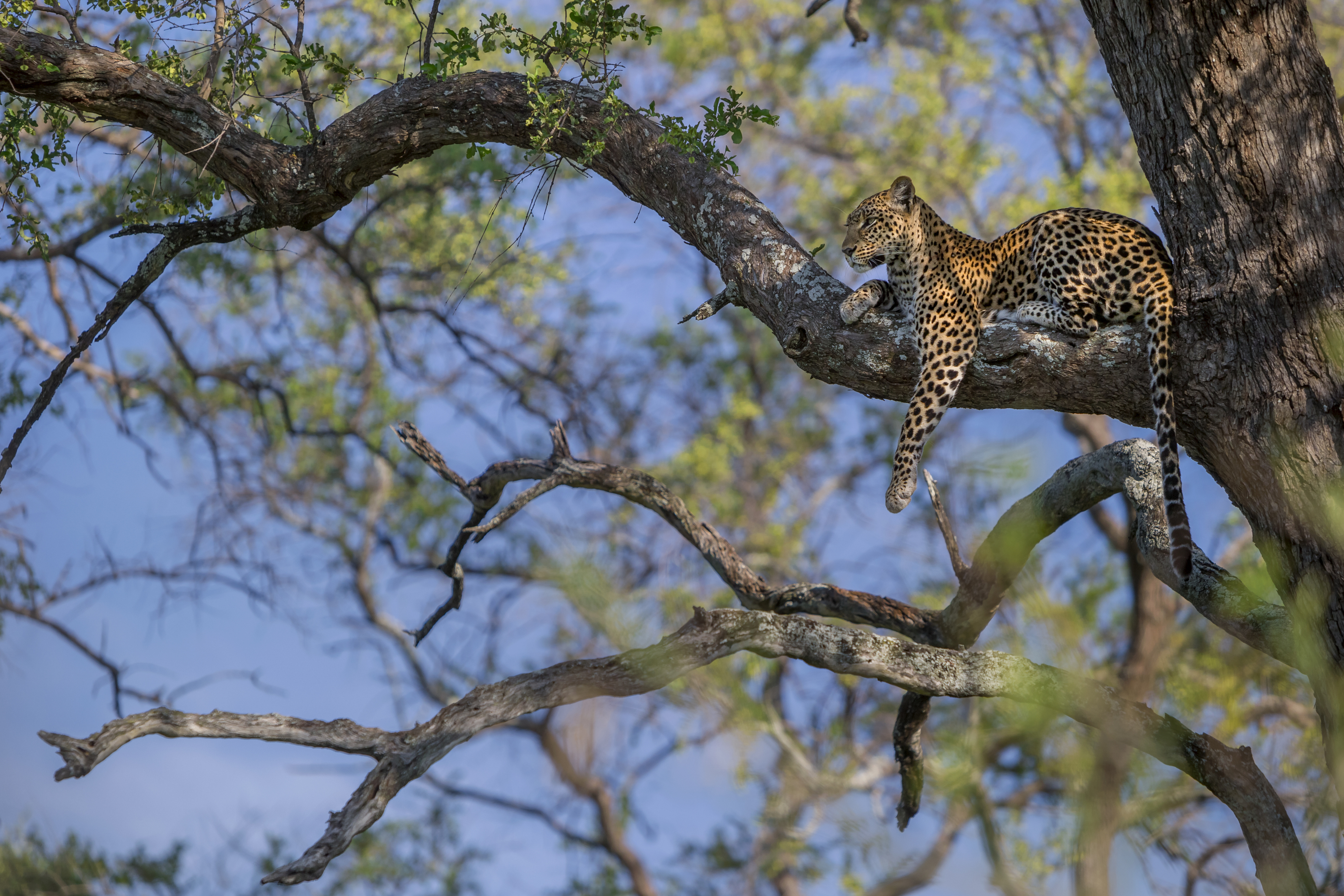 Leopard resting on a tree branch in the Linyanti, Botswana