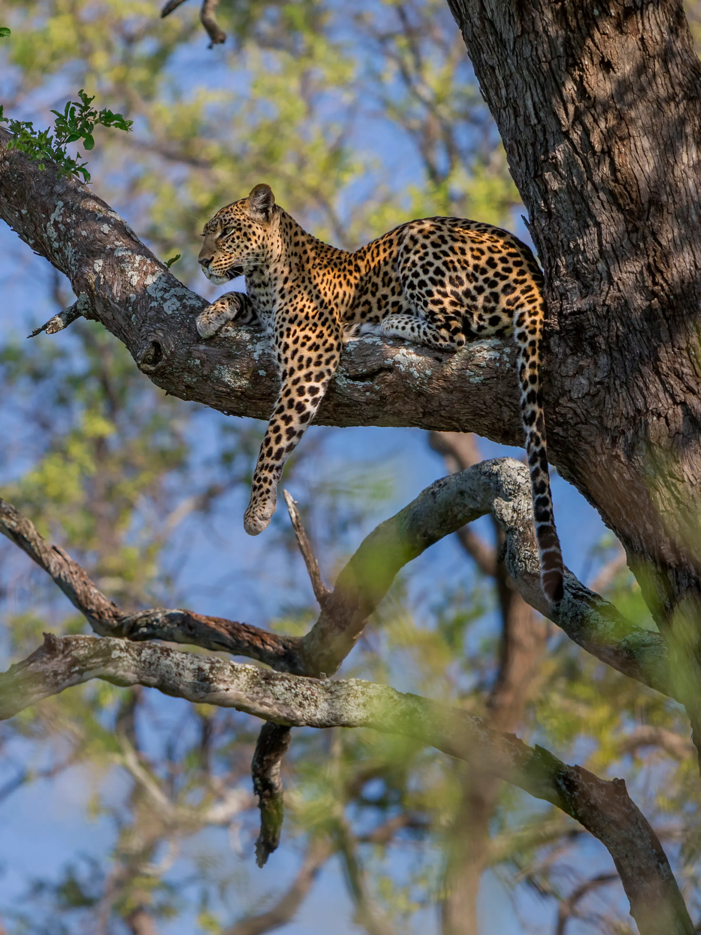 Leopard resting on a tree branch in the Linyanti, Botswana