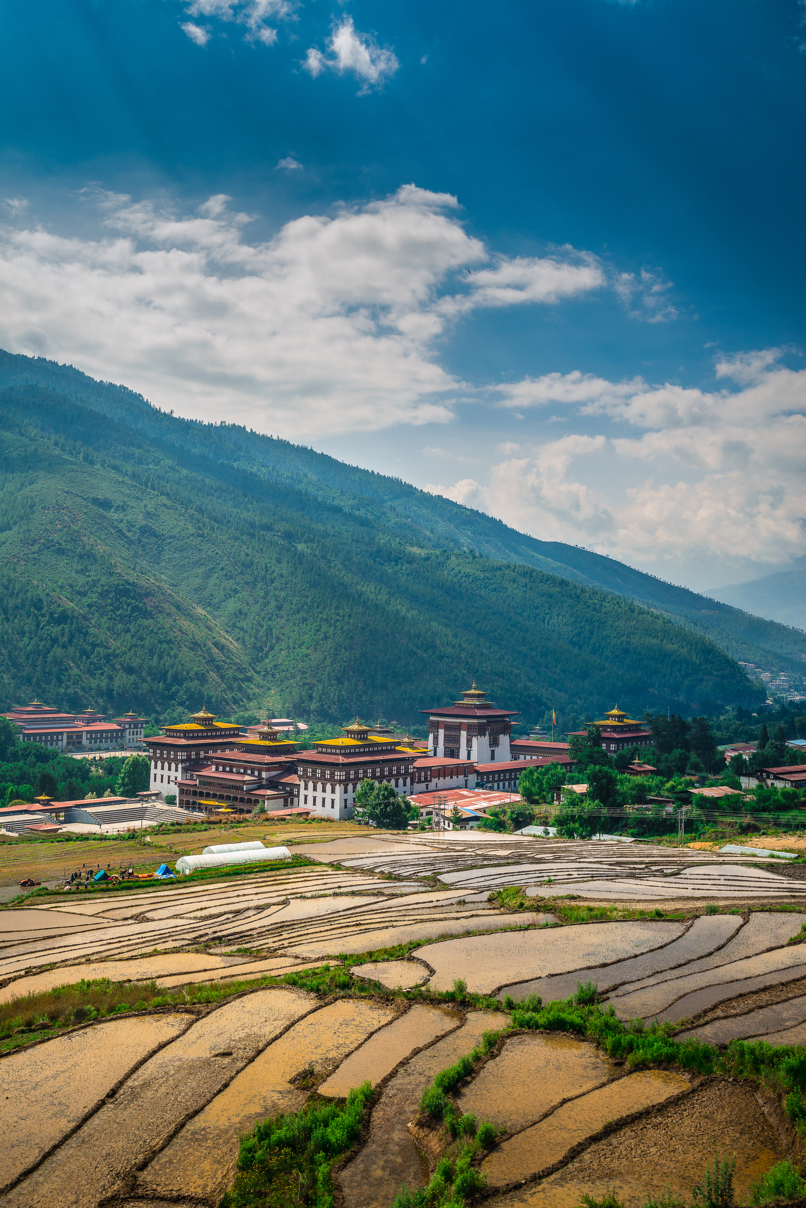 Tashichho Dzong fortress above golden rice paddies, Thimphu Bhutan