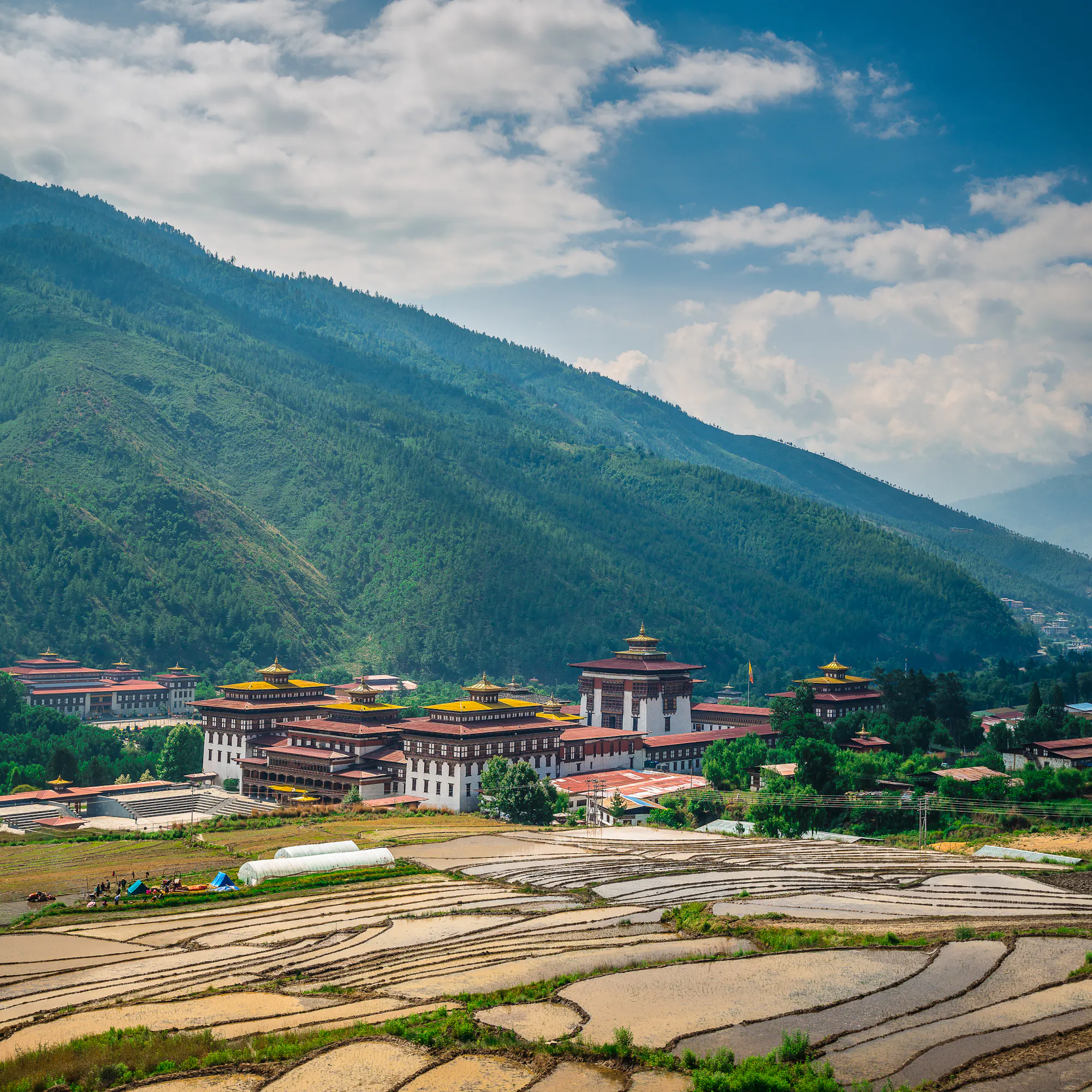 Tashichho Dzong fortress above golden rice paddies, Thimphu Bhutan