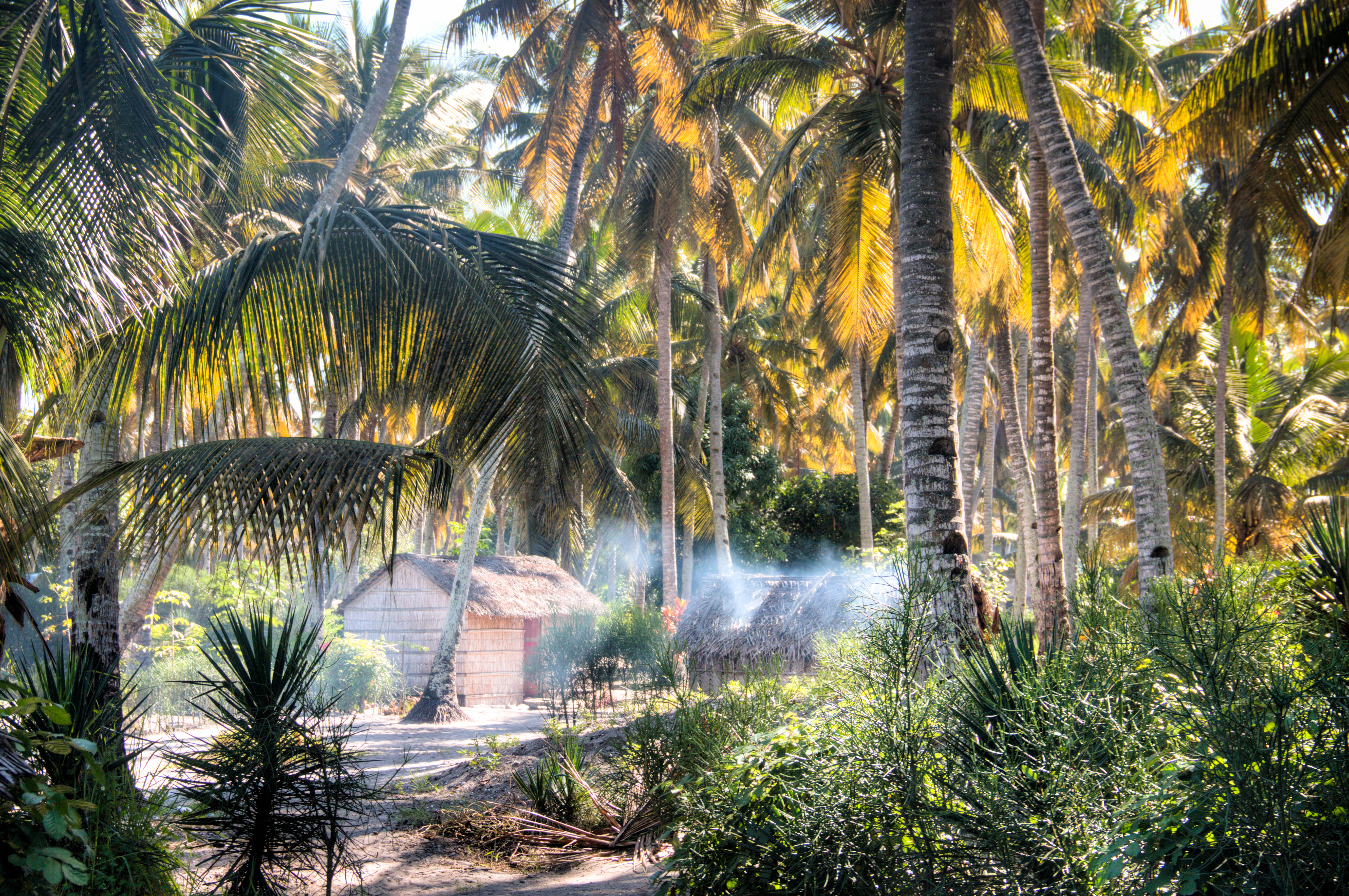 Thatched huts nestled among coconut palms in Inhambane, Mozambique