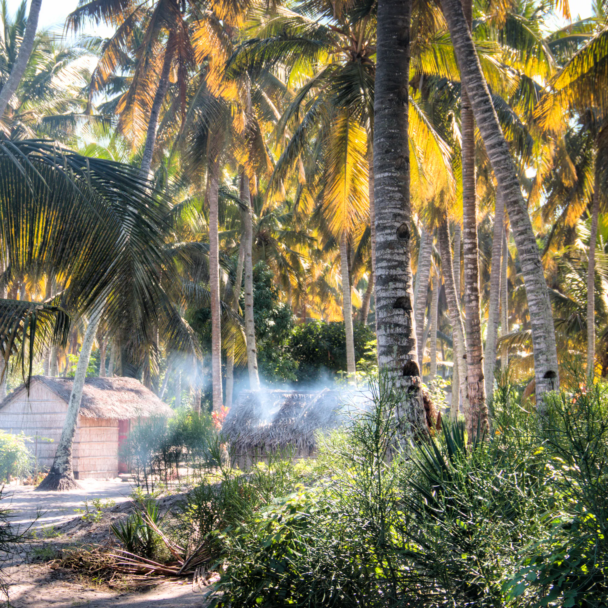 Thatched huts nestled among coconut palms in Inhambane, Mozambique
