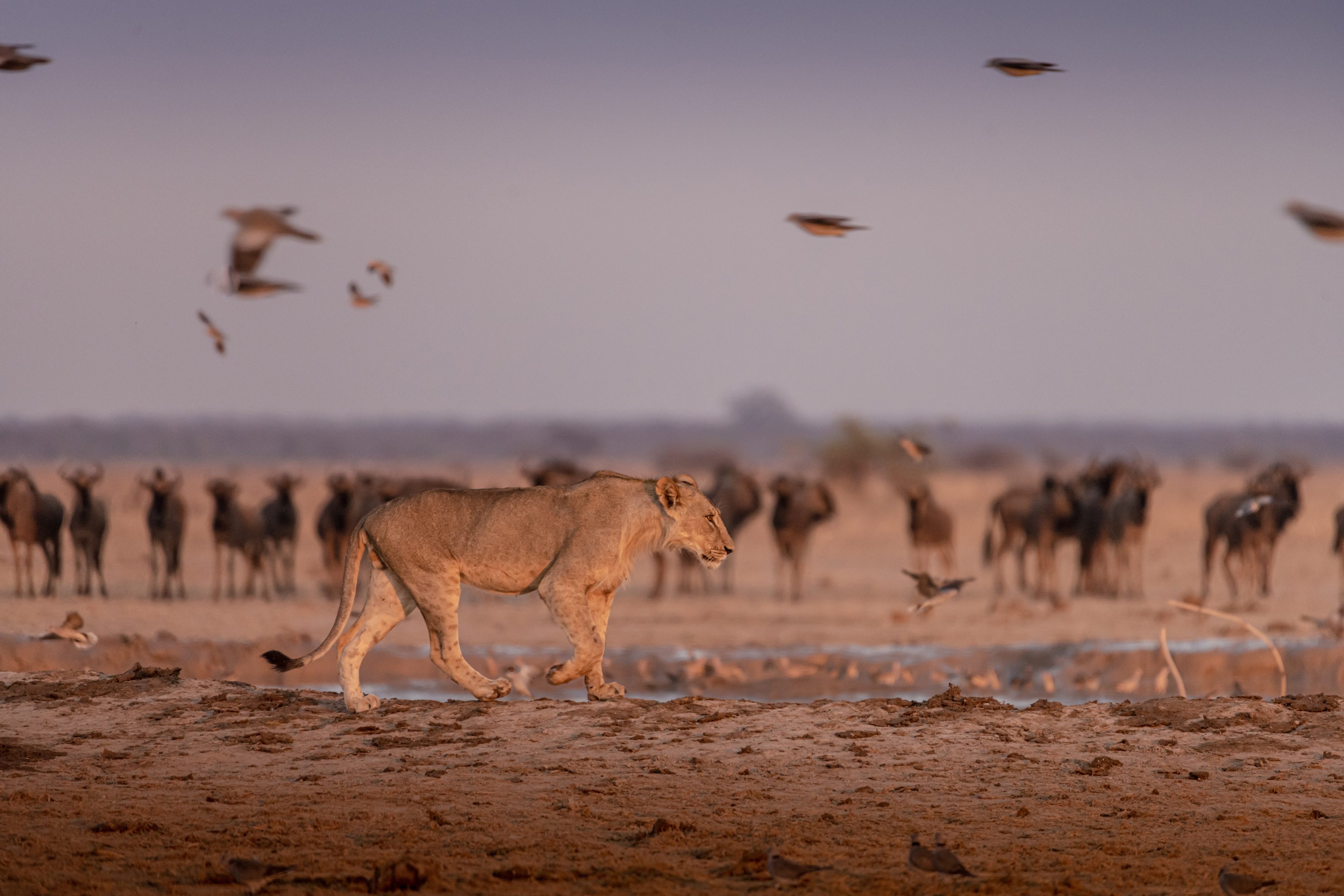 Lion walking past a wildebeest herd at a waterhole in Nxai Pan National Park, Botswana