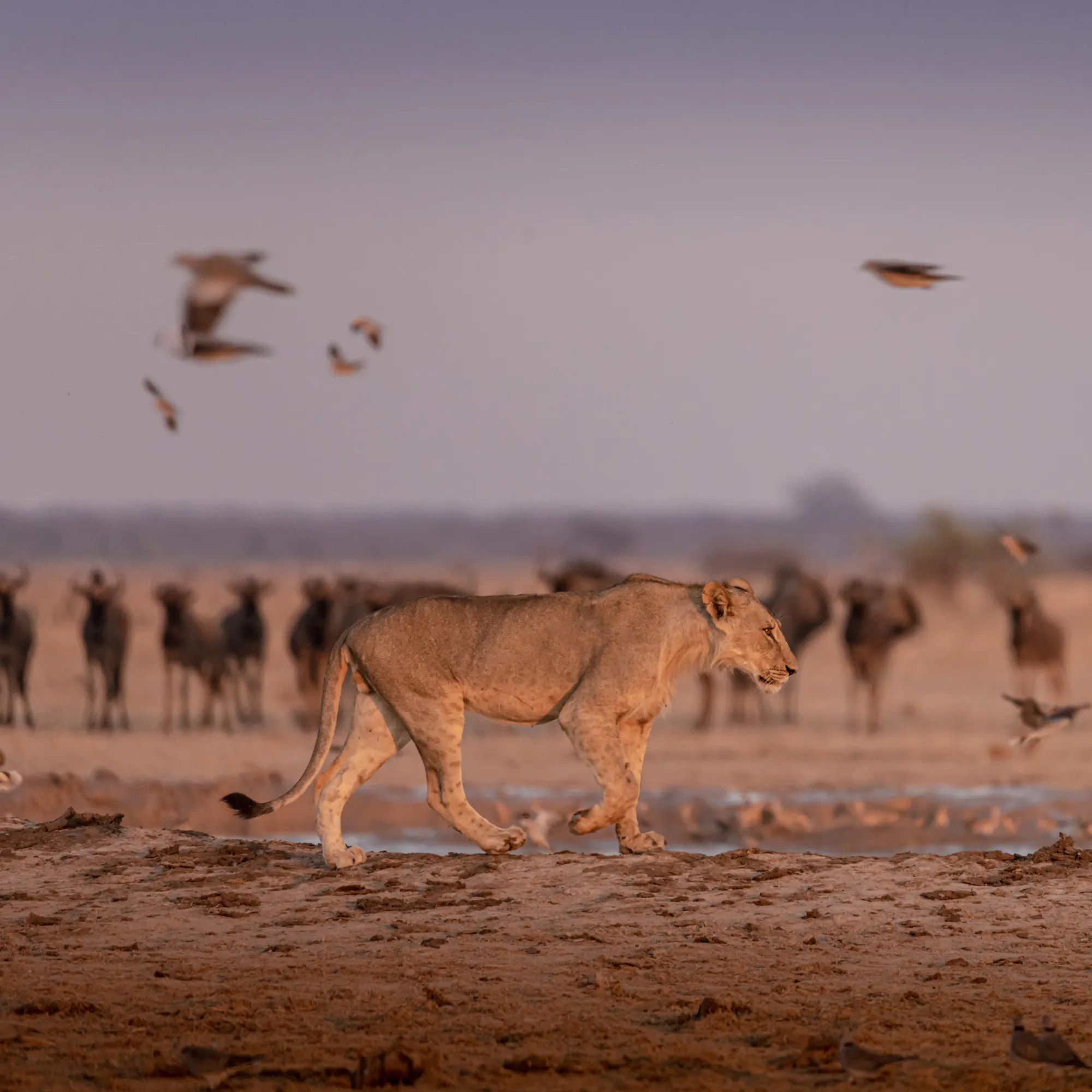 Lion walking past a wildebeest herd at a waterhole in Nxai Pan National Park, Botswana