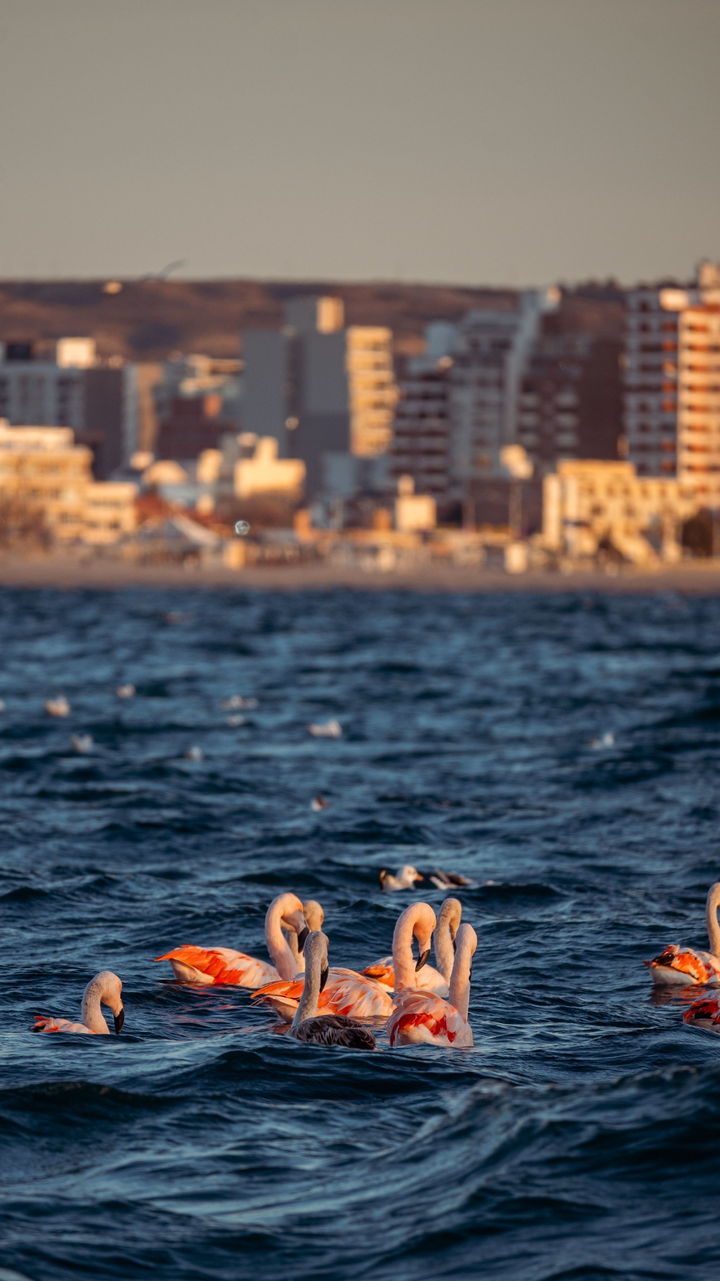 Chilean flamingos swimming in bay near Puerto Madryn, Argentina
