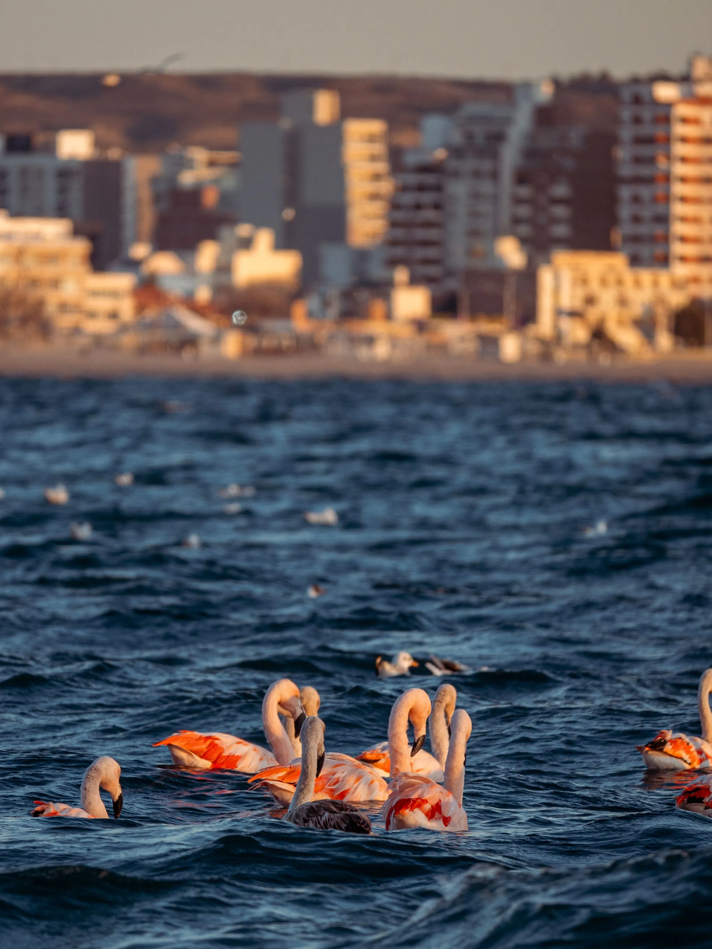 Chilean flamingos swimming in bay near Puerto Madryn, Argentina