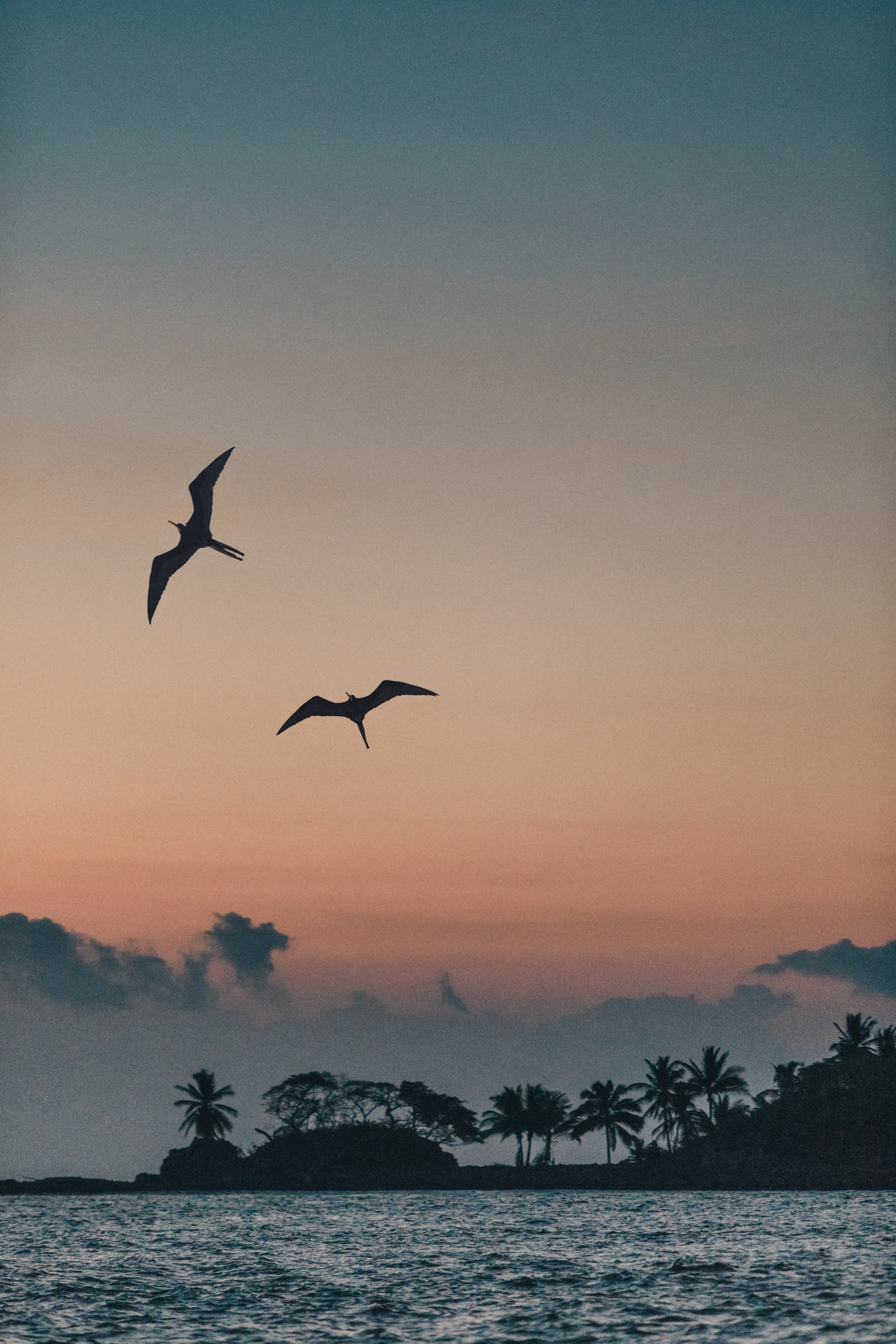 Frigatebirds soaring over a palm-lined island at dusk near Islas Secas, Panama