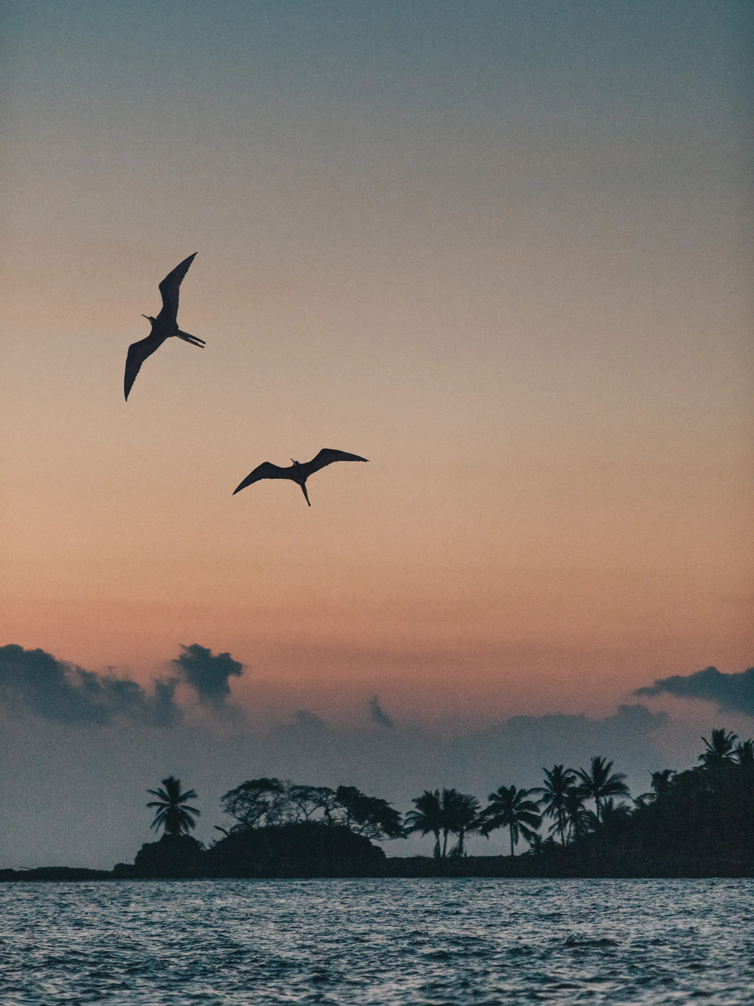 Frigatebirds soaring over a palm-lined island at dusk near Islas Secas, Panama