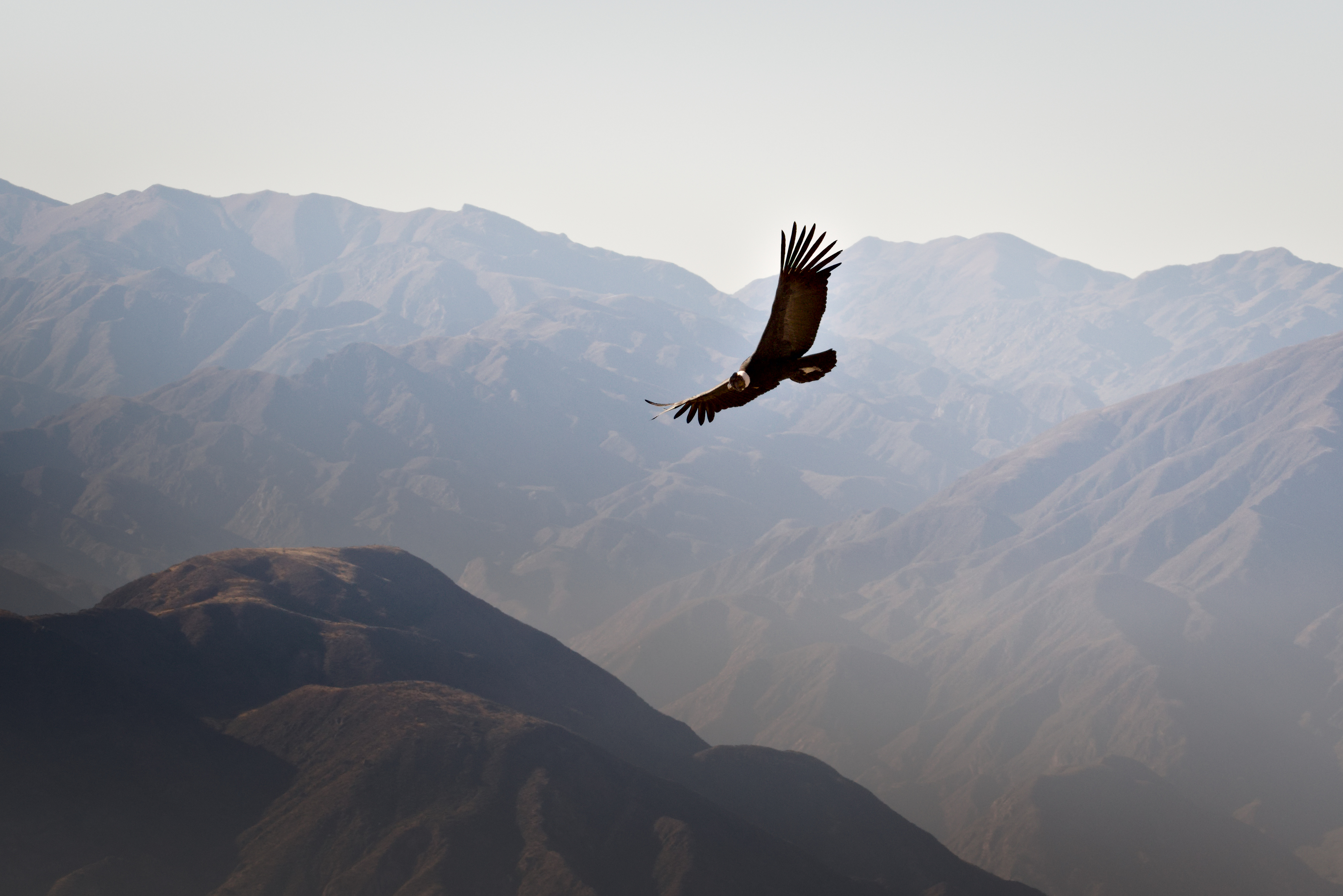 Andean condor soaring over Colca Canyon, Peru