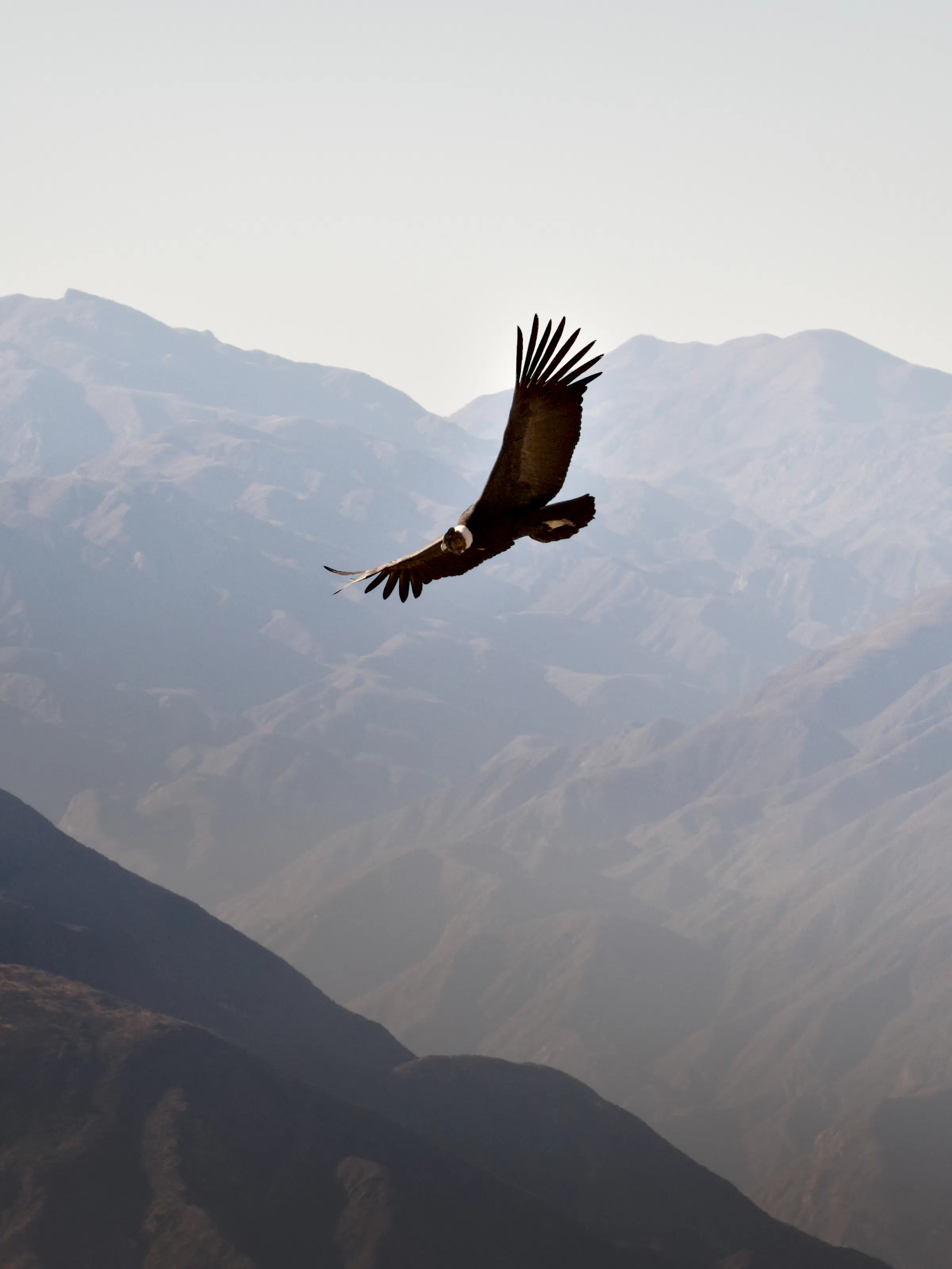 Andean condor soaring over Colca Canyon, Peru