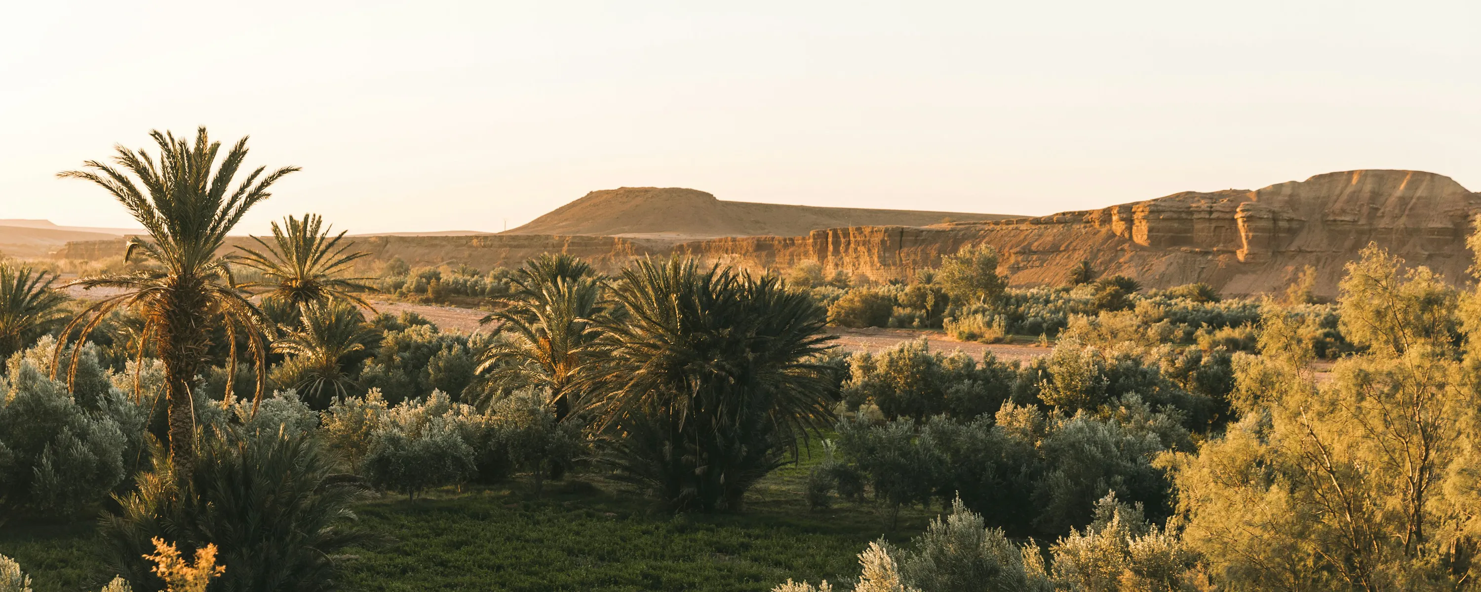Lush palm grove oasis at golden sunset, Draa Valley Morocco