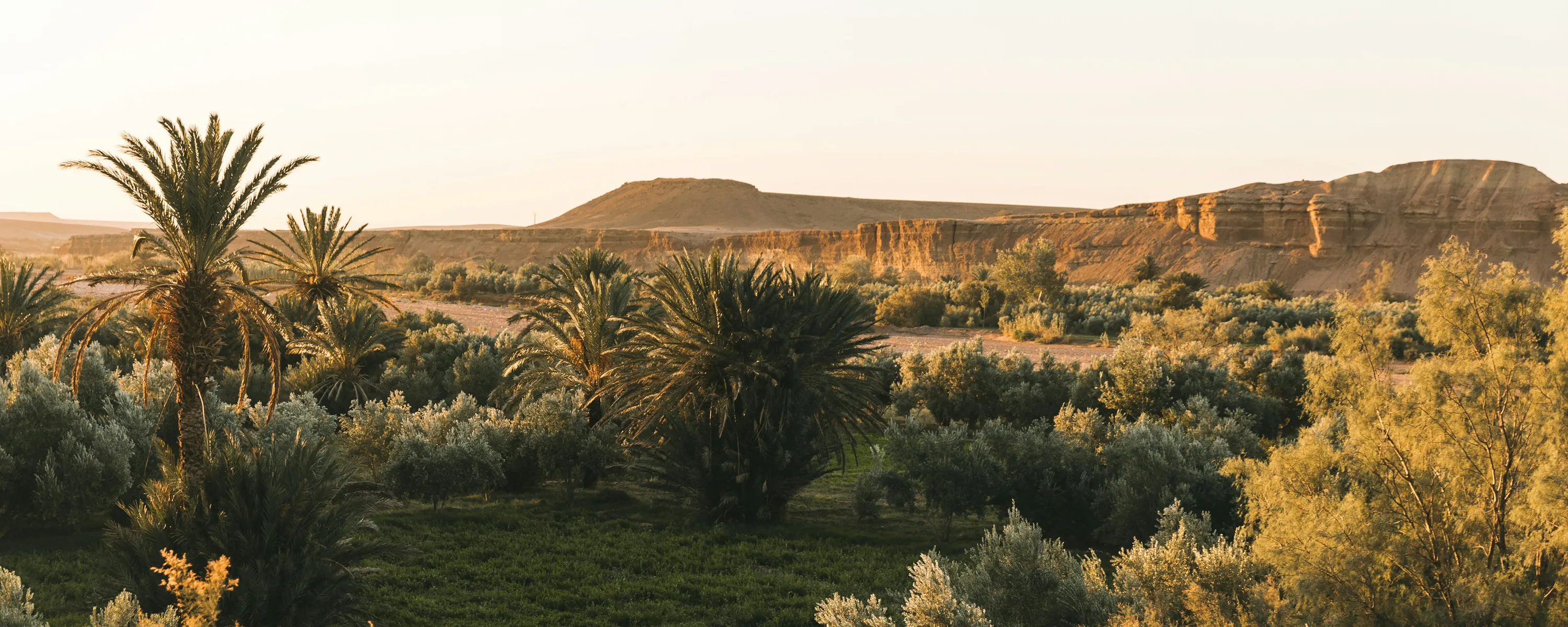 Lush palm grove oasis at golden sunset, Draa Valley Morocco