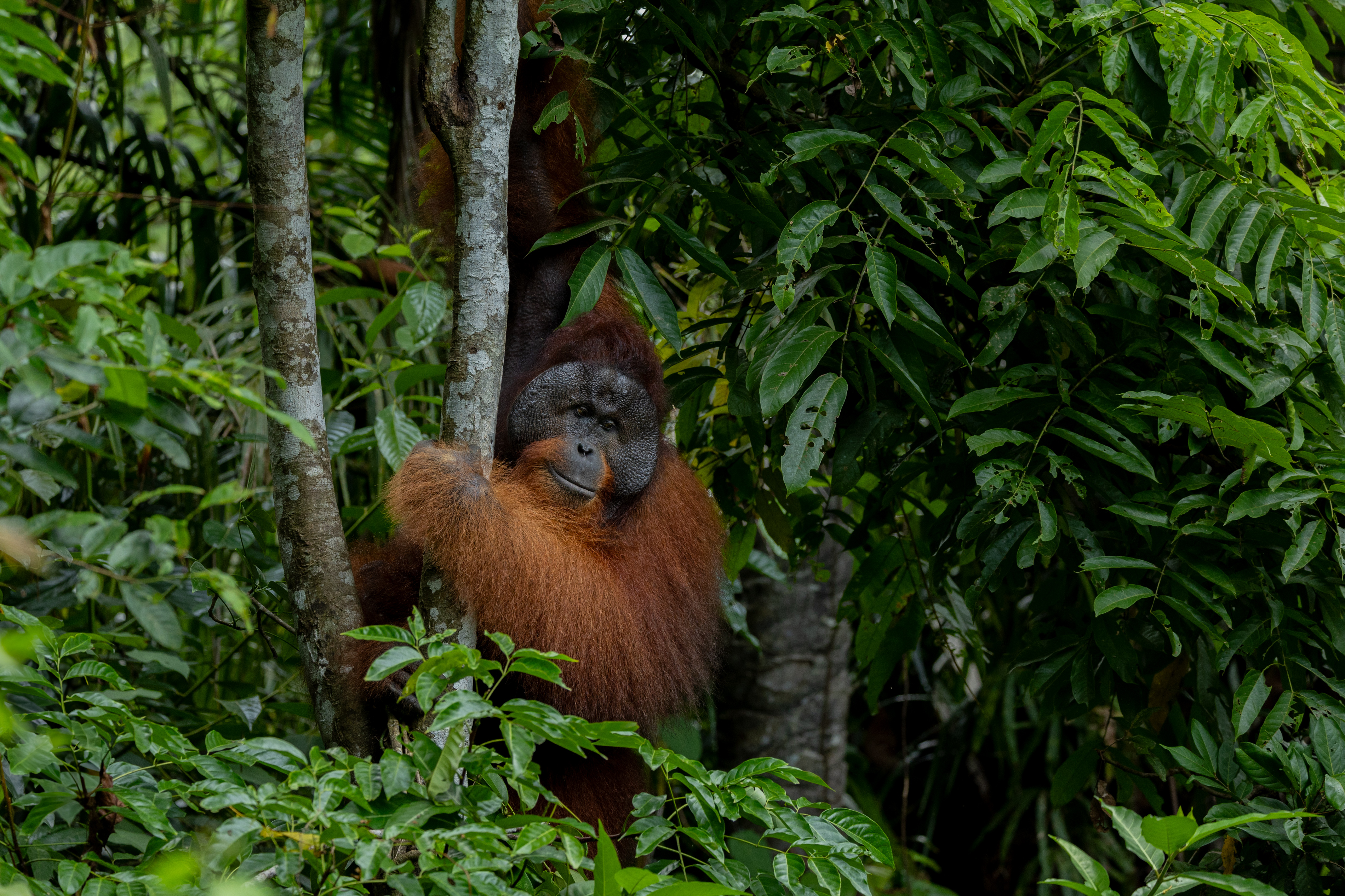 Wild male orangutan clinging to tree, Tanjung Puting Borneo