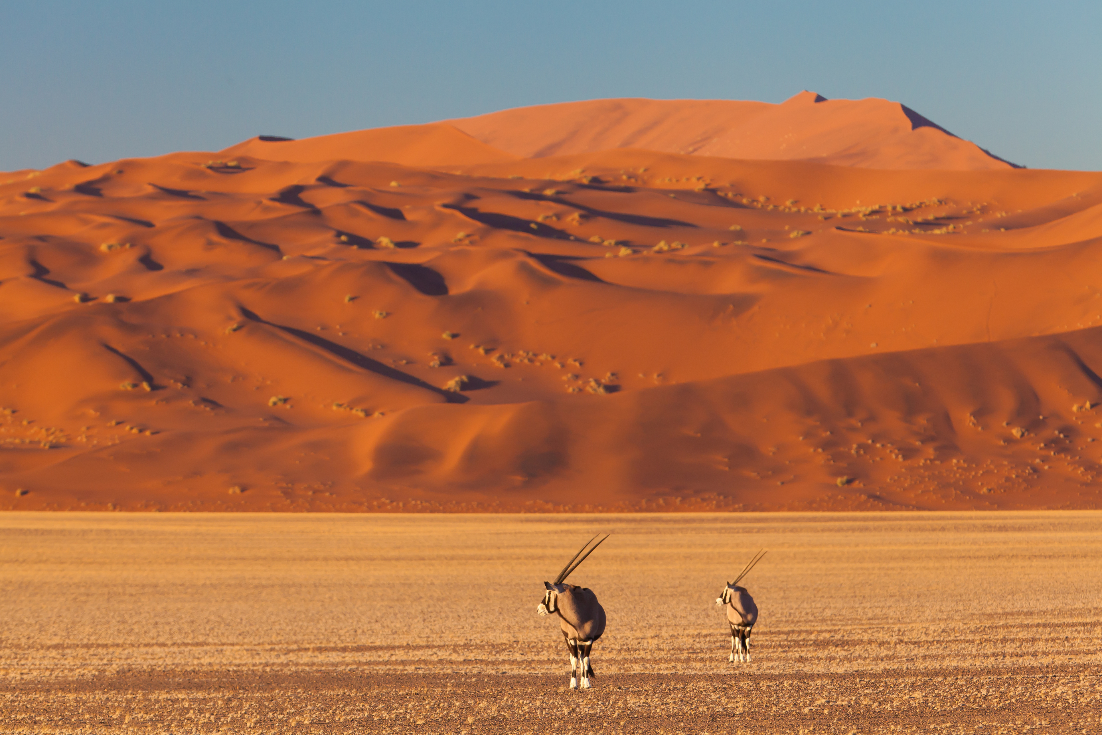 Oryx antelopes grazing before red dunes in Sossusvlei, Namibia desert