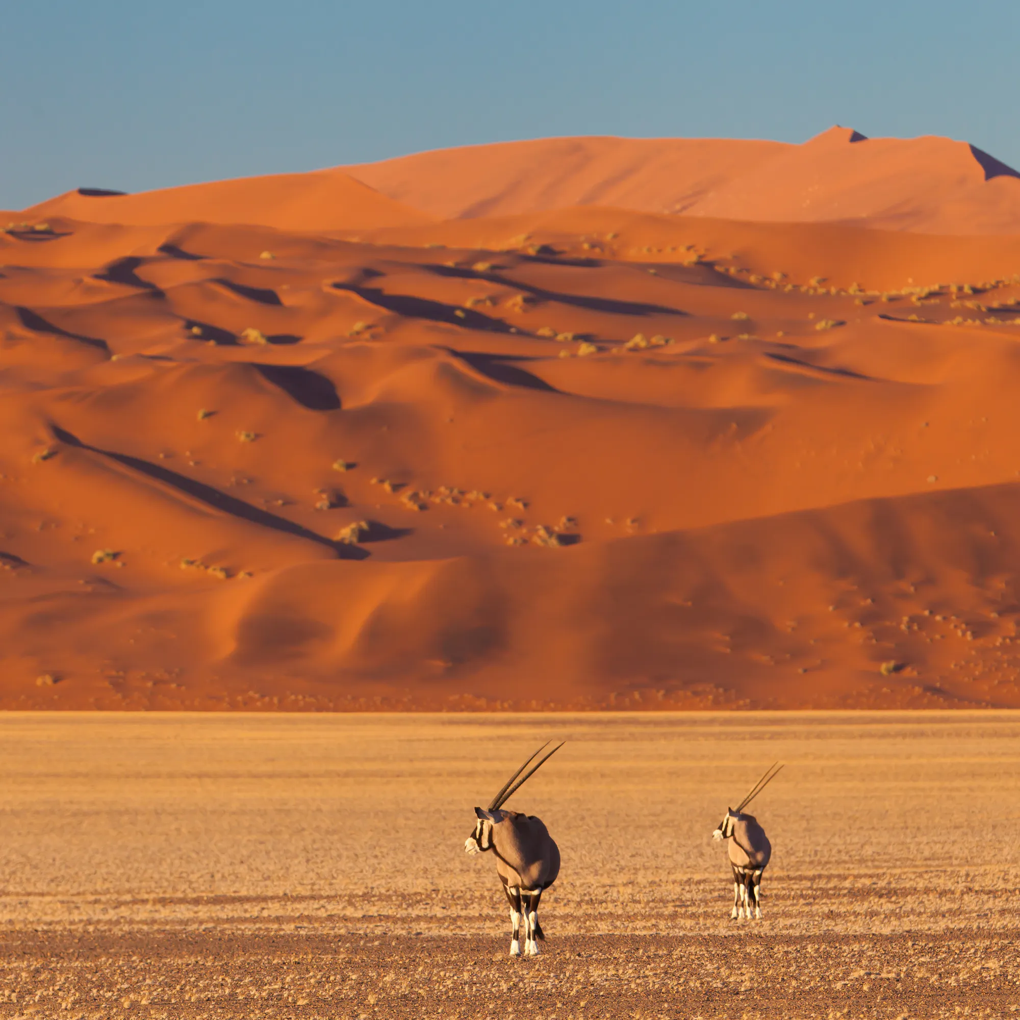 Oryx antelopes grazing before red dunes in Sossusvlei, Namibia desert