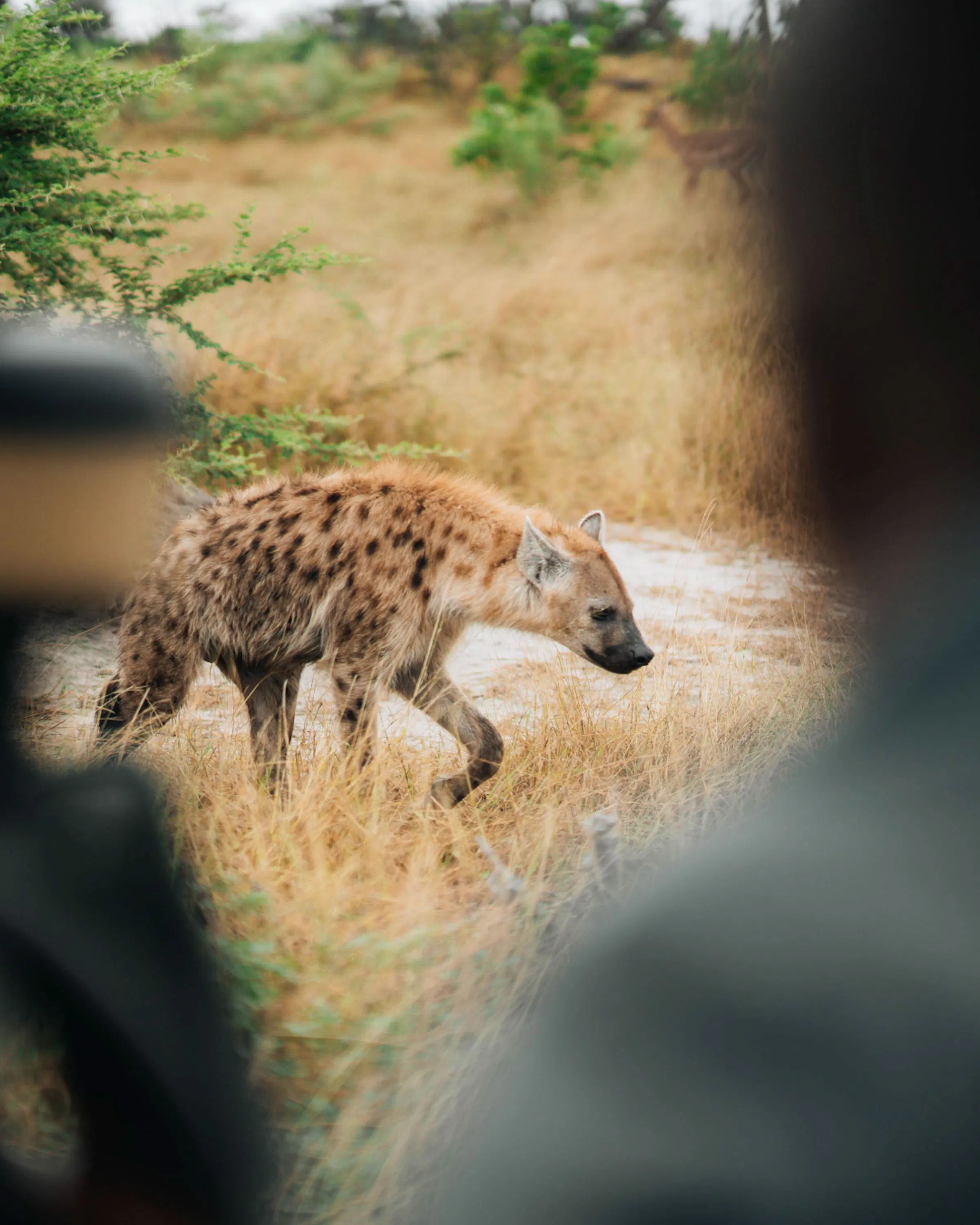 A spotted hyena walks across the plains while onlookers watch from a game drive on safari in Botswana