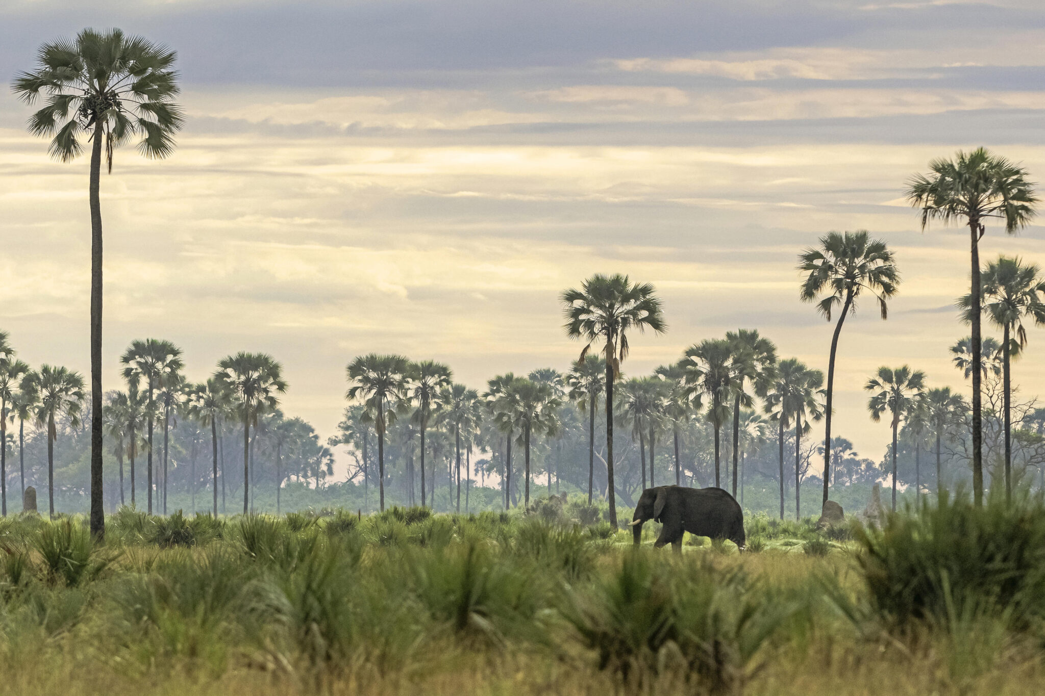 Elephant grazes among tall palm trees in the Okavango Delta at dawn, with soft golden light.