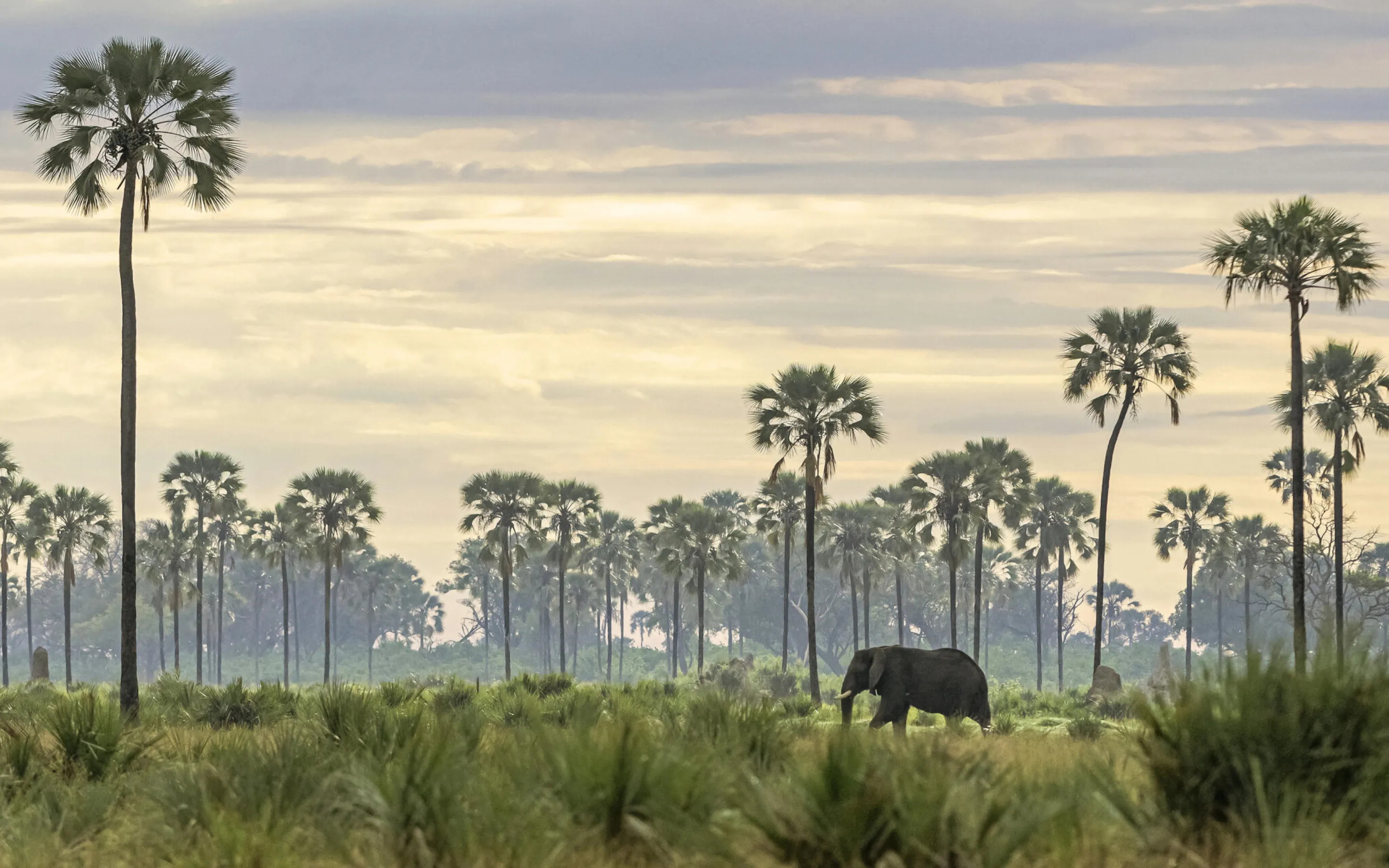 Elephant grazes among tall palm trees in the Okavango Delta at dawn, with soft golden light.