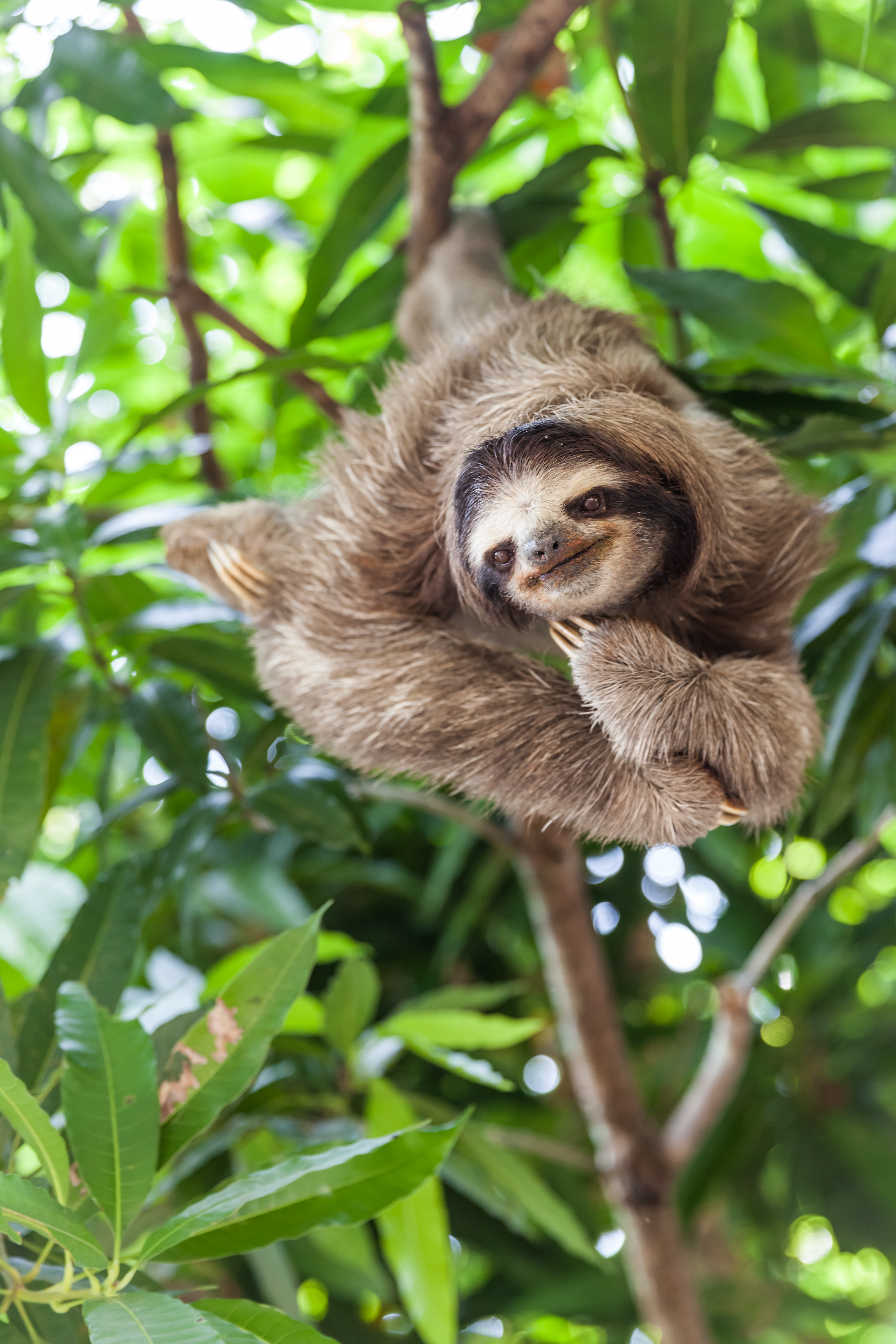 Sloth hanging on a tree branch