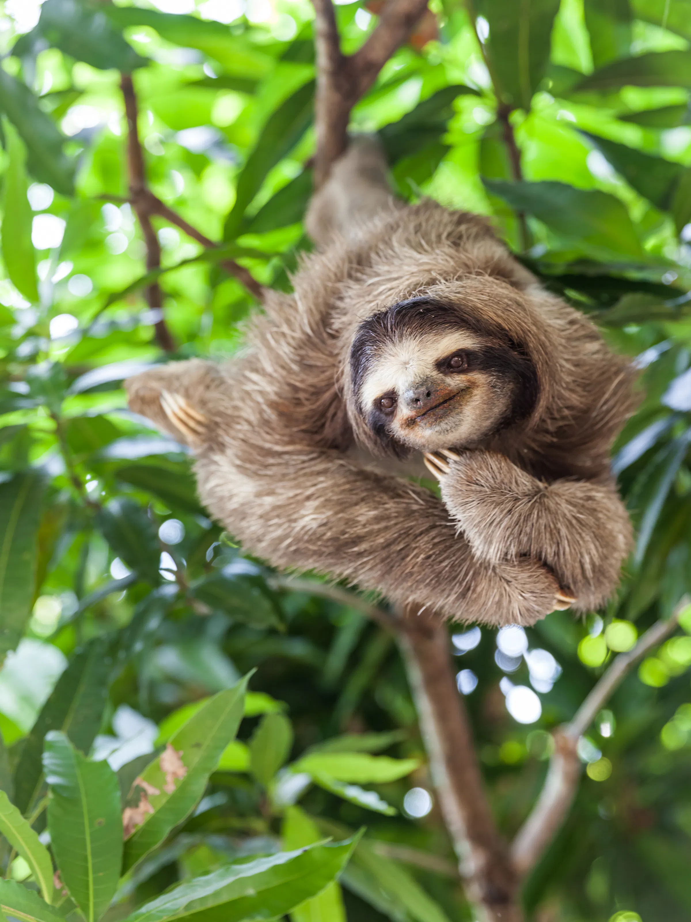 Sloth hanging on a tree branch