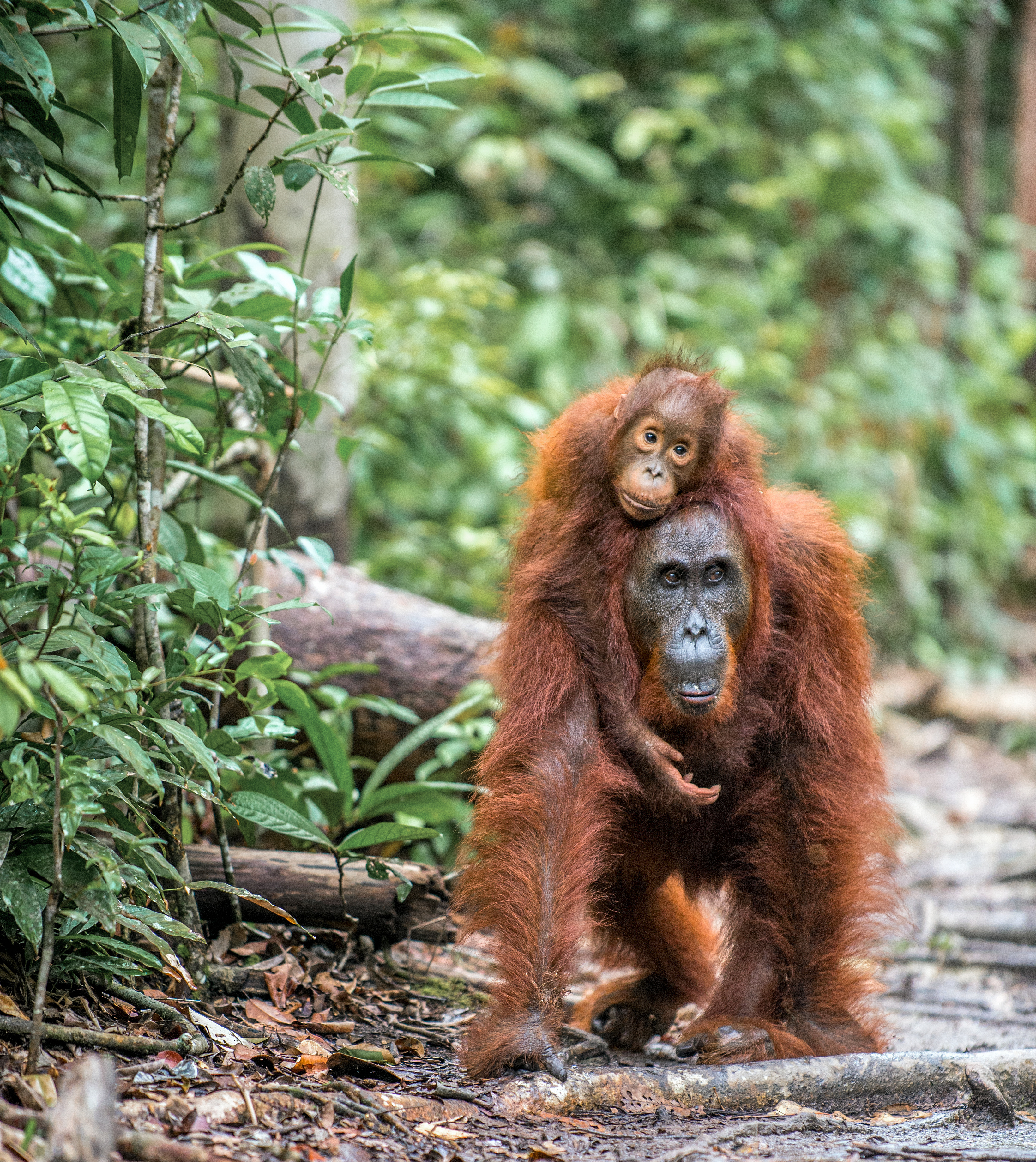 Mother orangutan carrying her baby through the rainforest in Kalimantan, Borneo, Indonesia