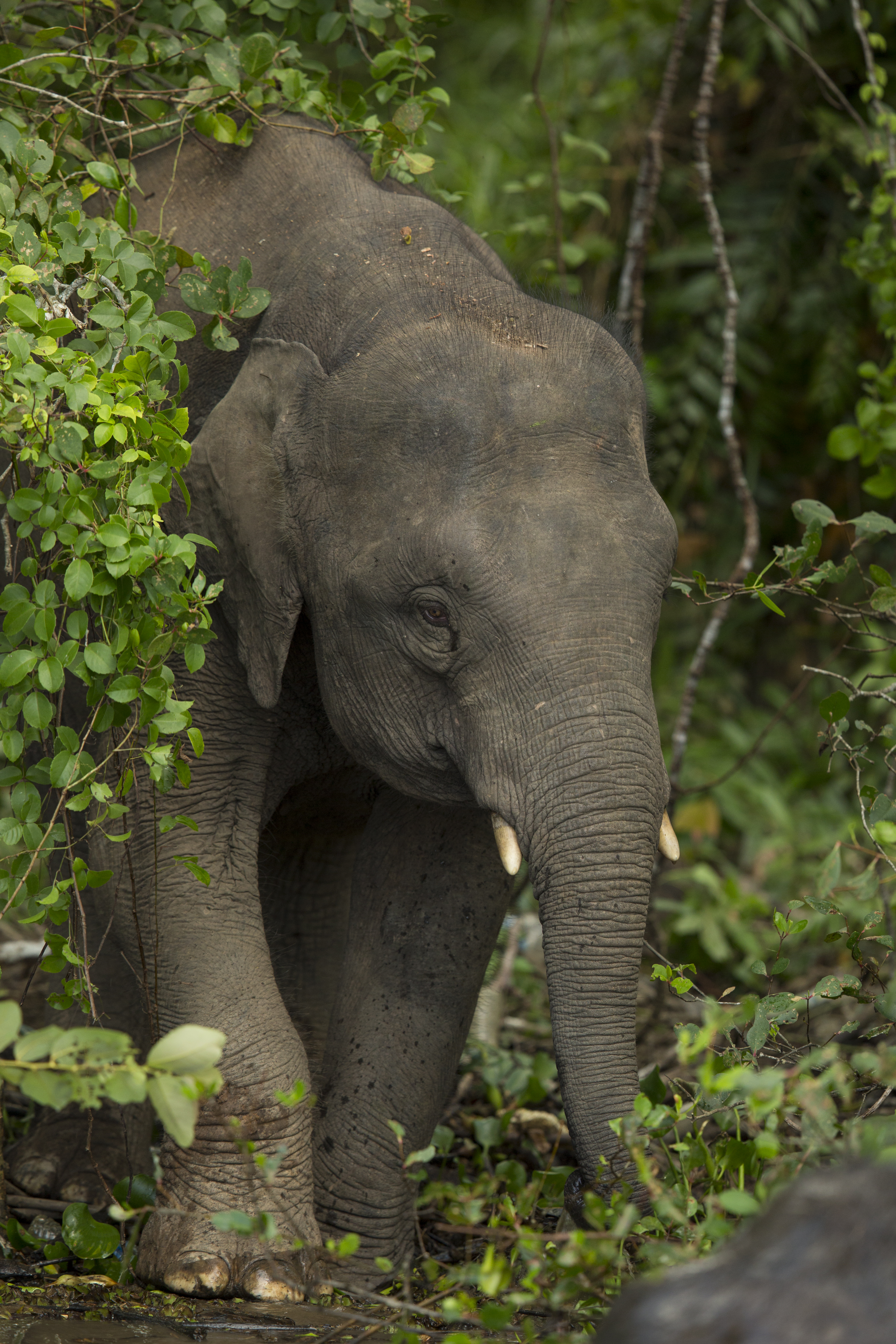 Bornean pygmy elephant close-up with small tusks in Sabah jungle