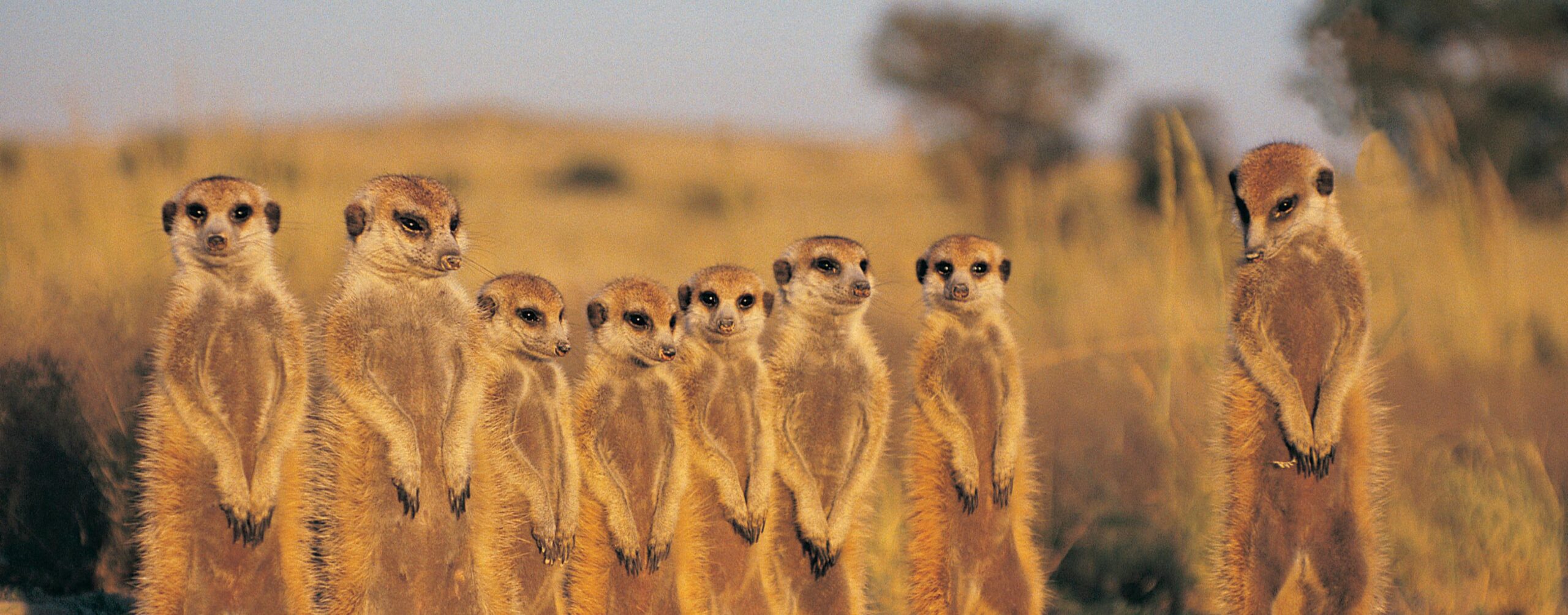 Meerkat family stands alert on hind legs in a row, scanning the Kalahari grassland at golden hour.