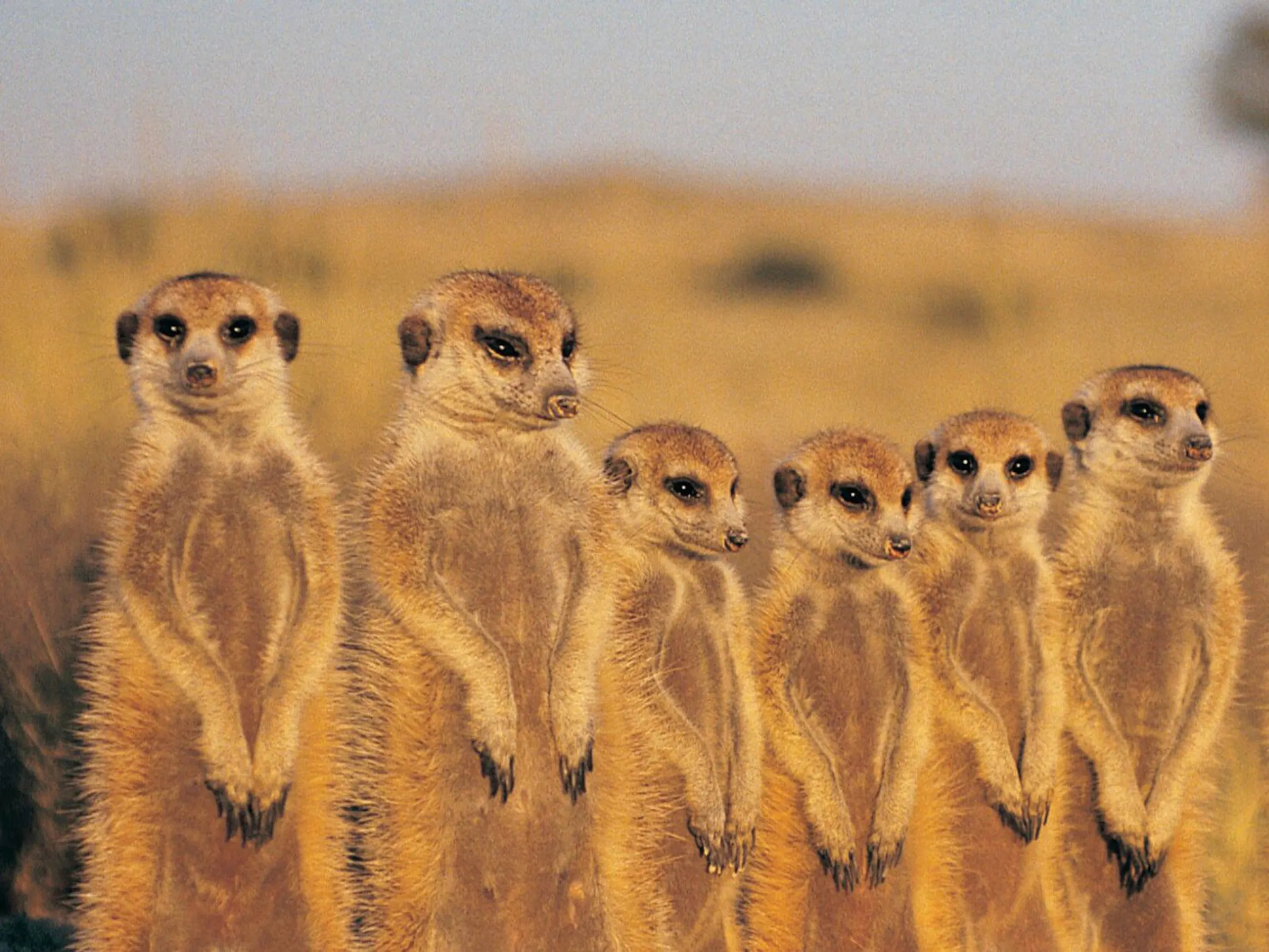 Meerkat family stands alert on hind legs in a row, scanning the Kalahari grassland at golden hour.