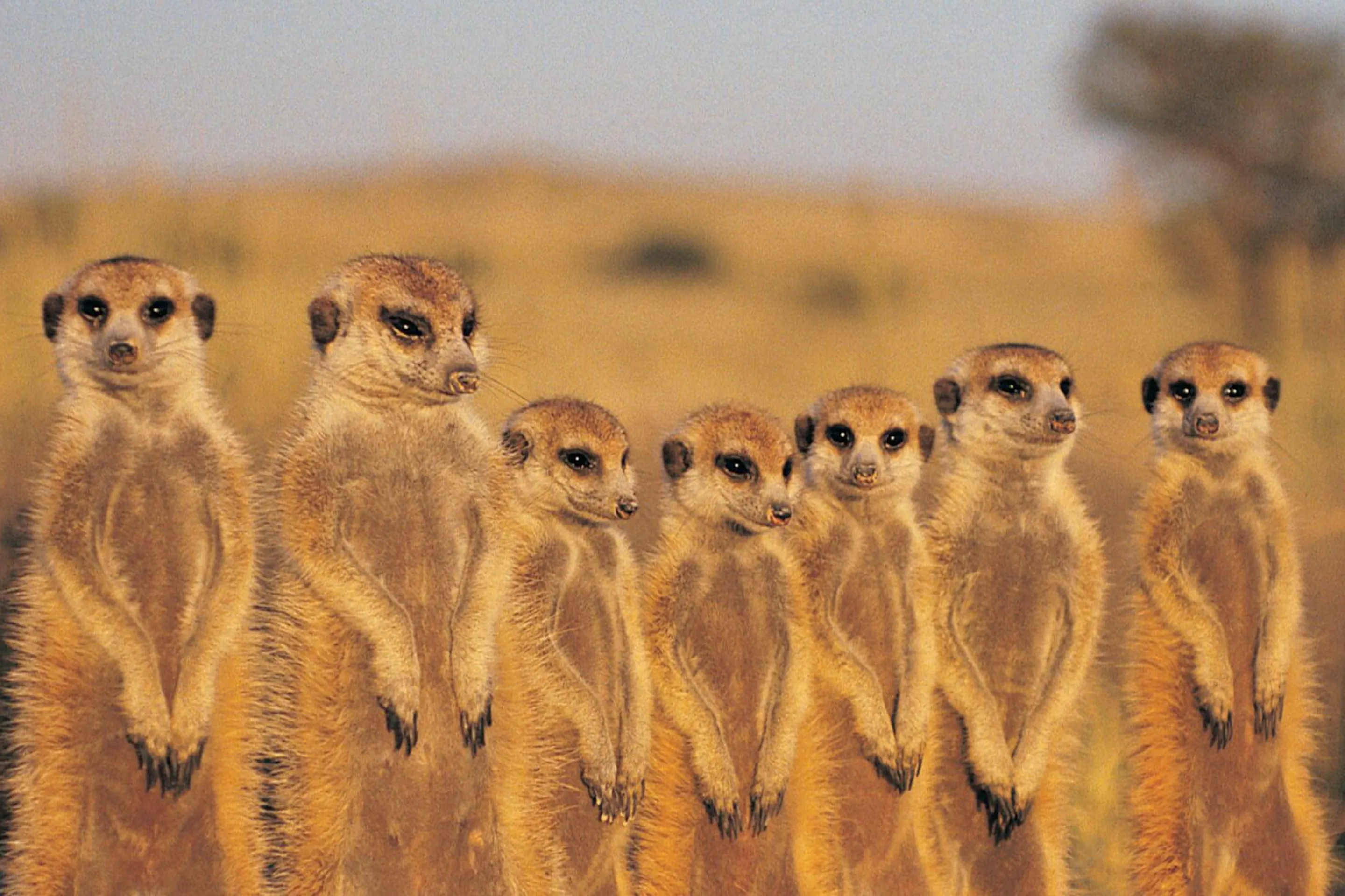 Meerkat family stands alert on hind legs in a row, scanning the Kalahari grassland at golden hour.