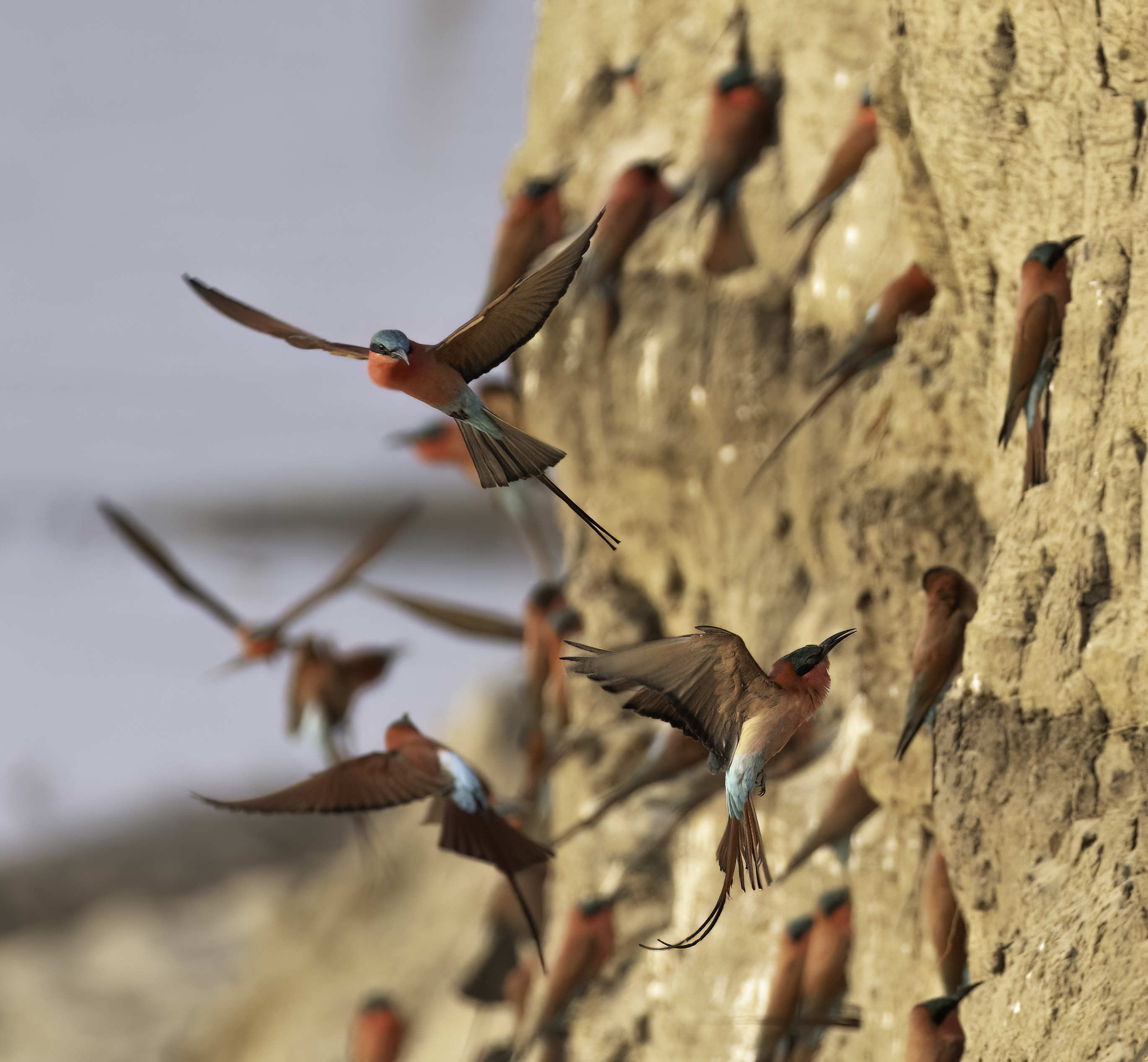 Carmine bee-eaters flying at their nesting colony in South Luangwa National Park, Zambia