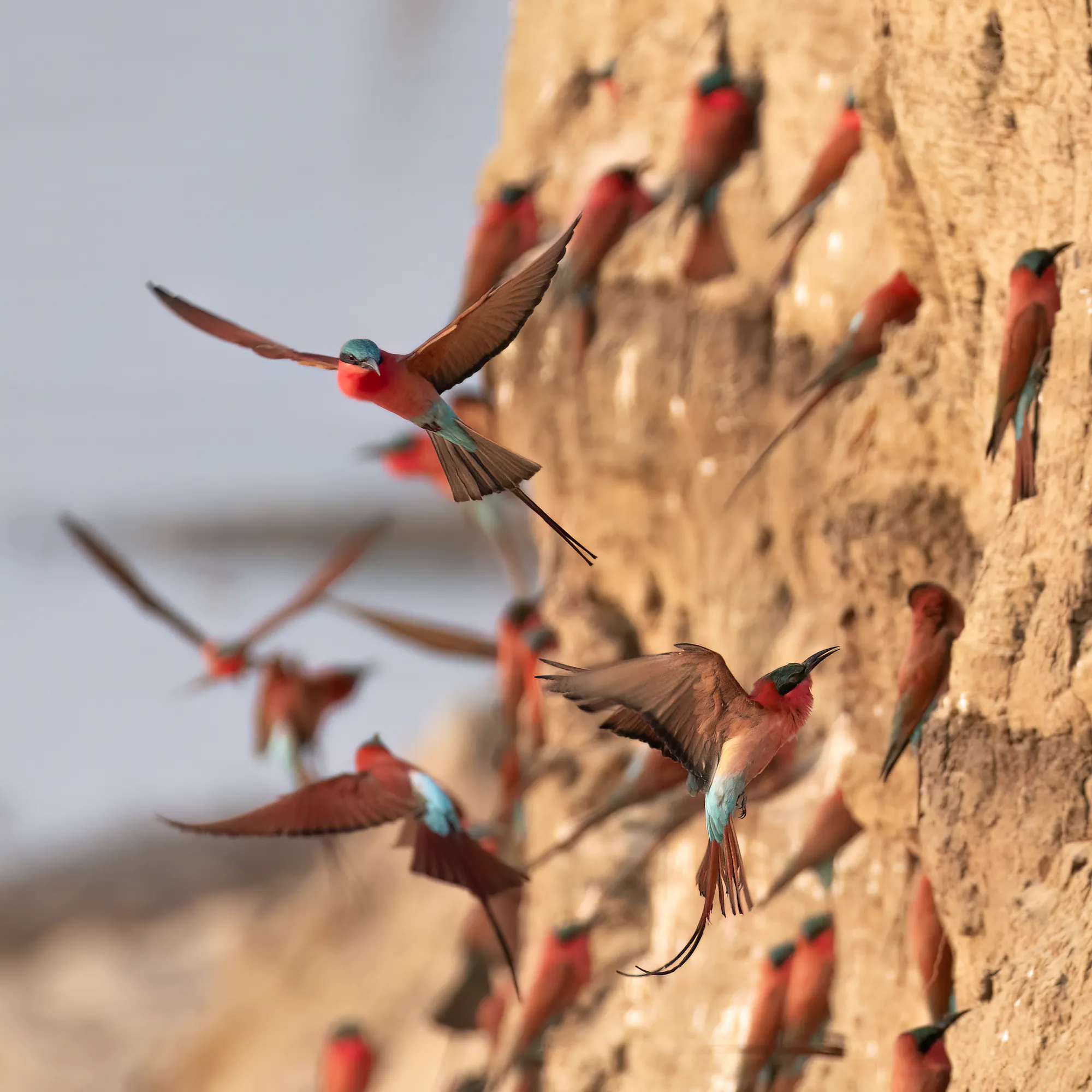 Carmine bee-eaters flying at their nesting colony in South Luangwa National Park, Zambia