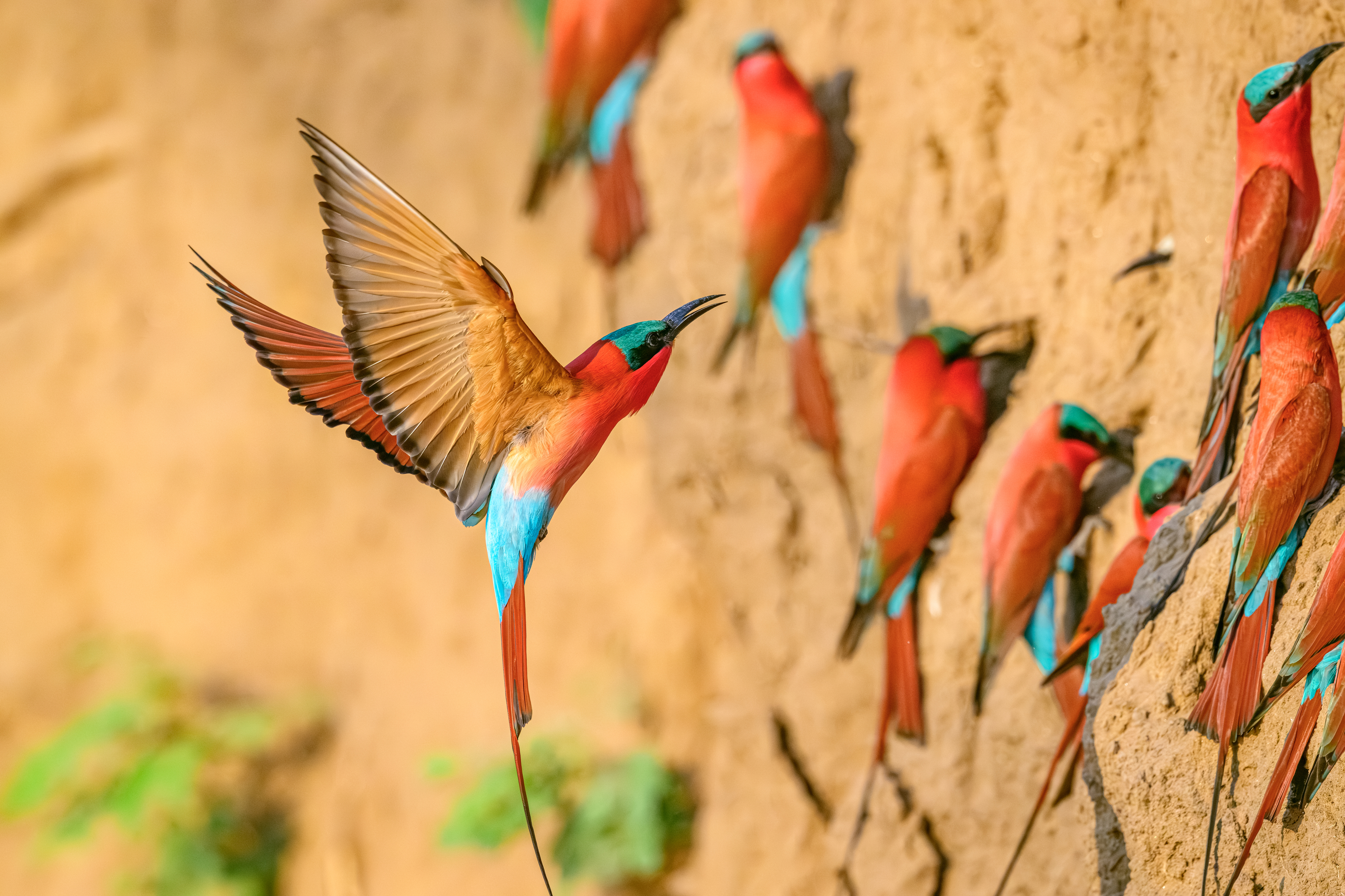 Southern carmine bee-eaters nesting on clay bank, Zambia safari