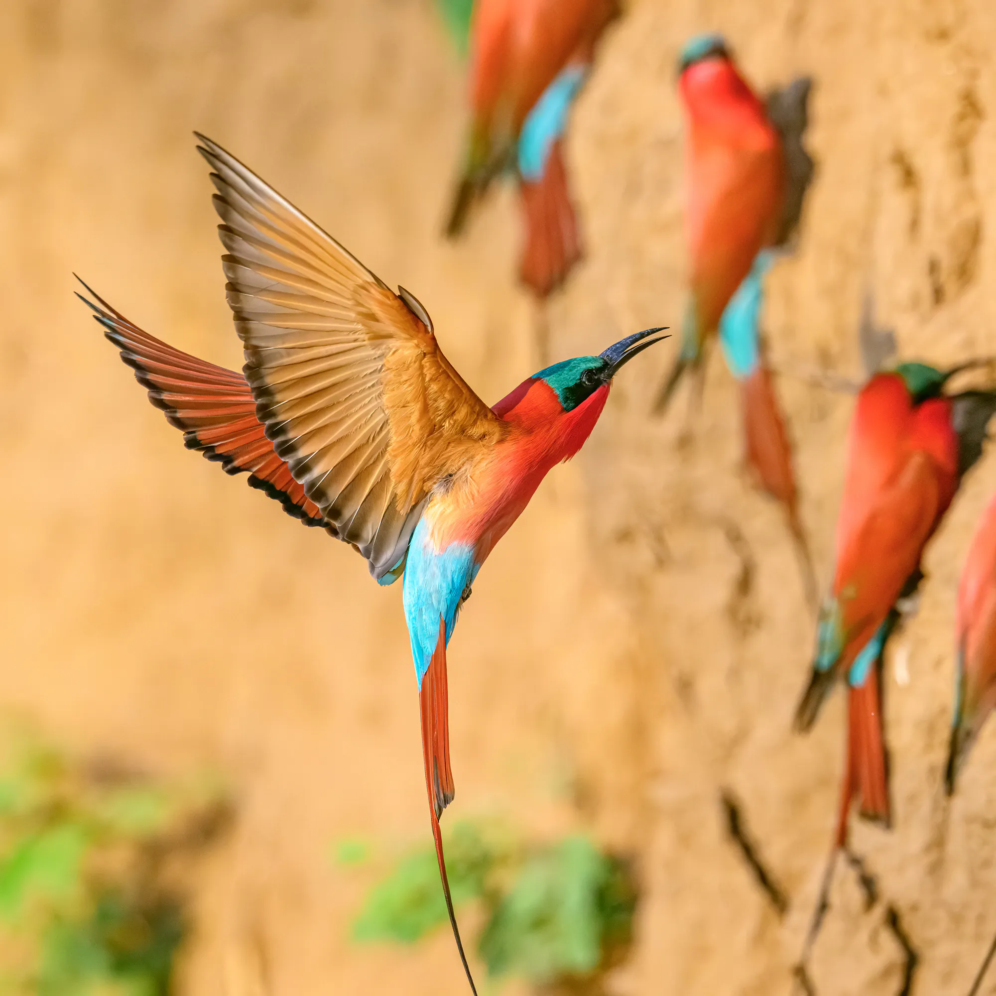 Southern carmine bee-eaters nesting on clay bank, Zambia safari
