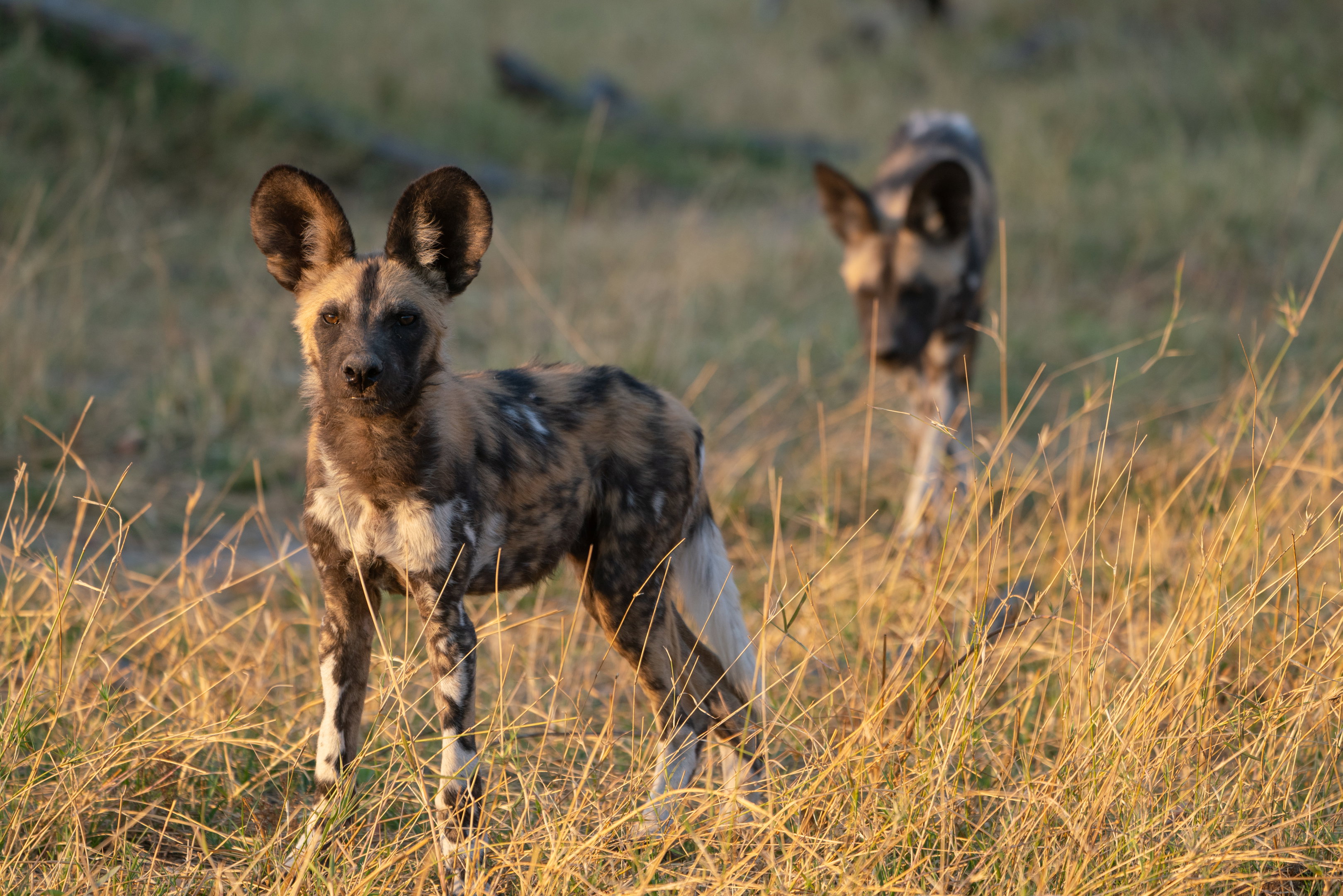 Two African wild dogs stand alert in tall grass