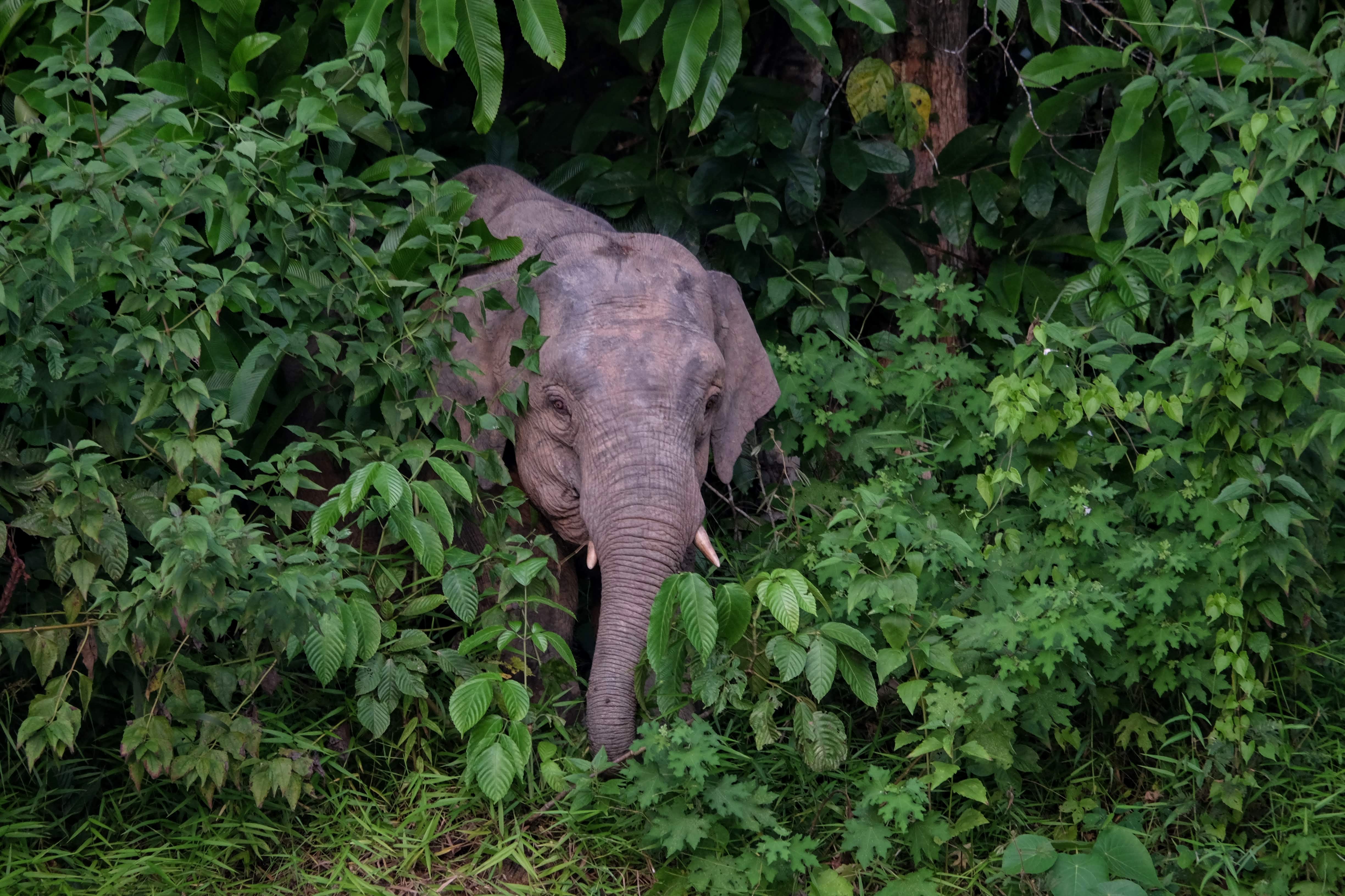 Borneo pygmy elephant emerging from dense Sabah jungle vegetation