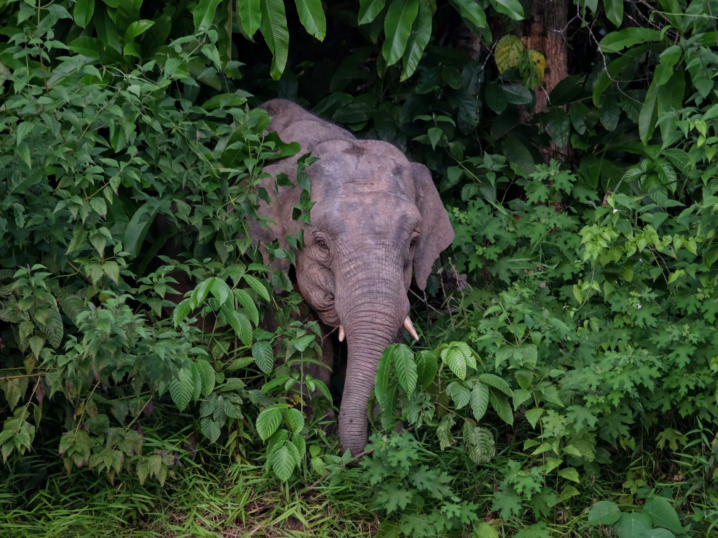 Borneo pygmy elephant emerging from dense Sabah jungle vegetation