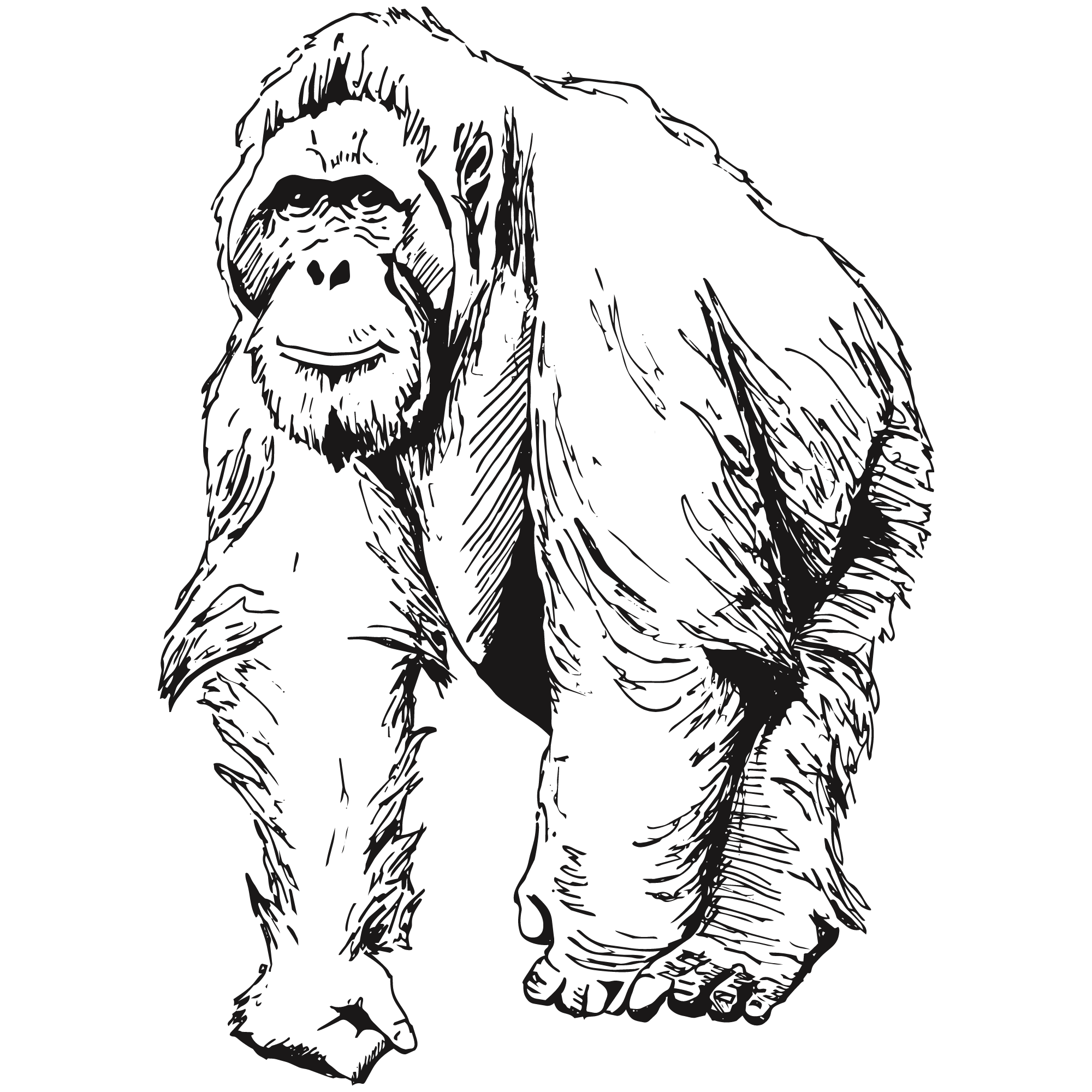Sketch of a male orangutan