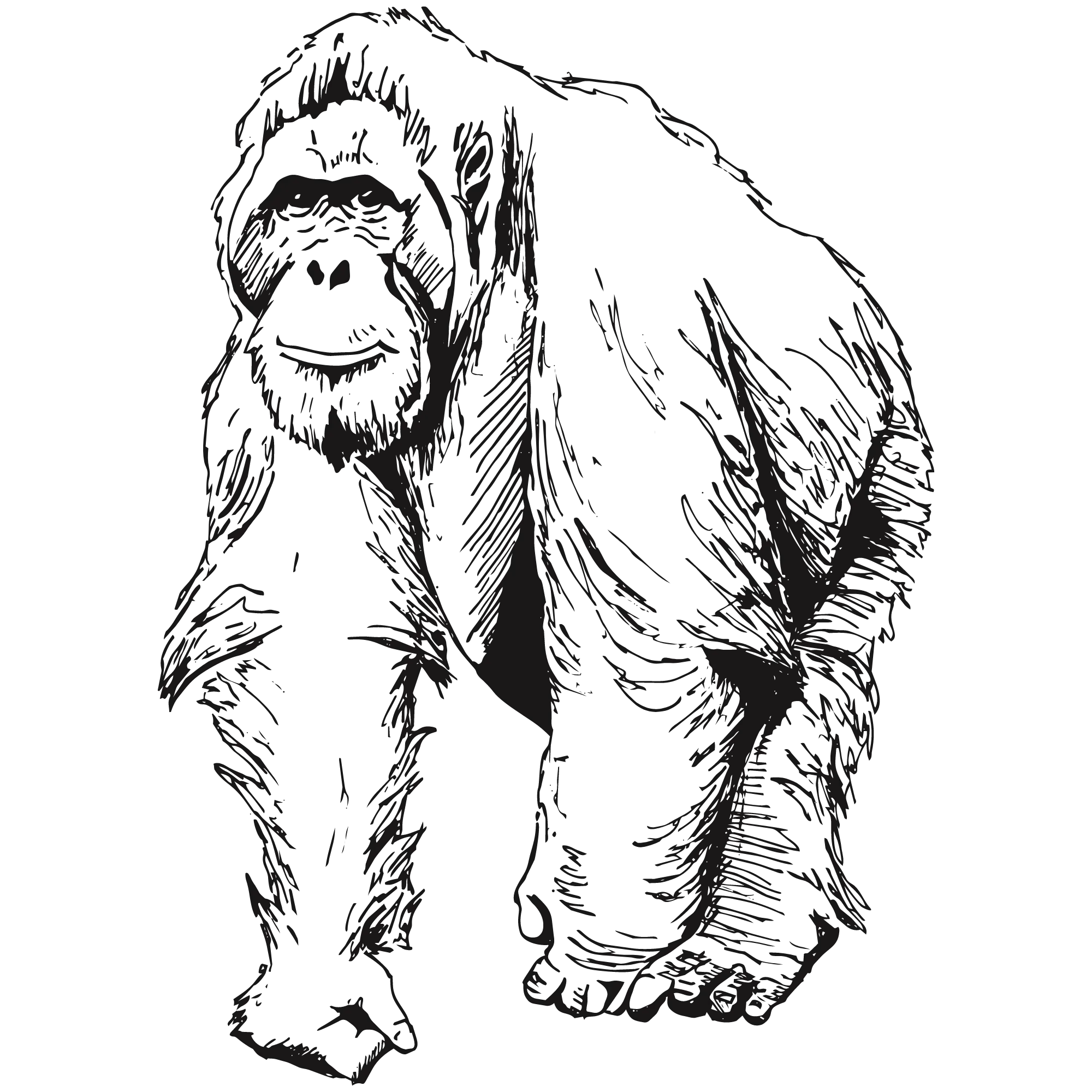 Sketch of a male orangutan