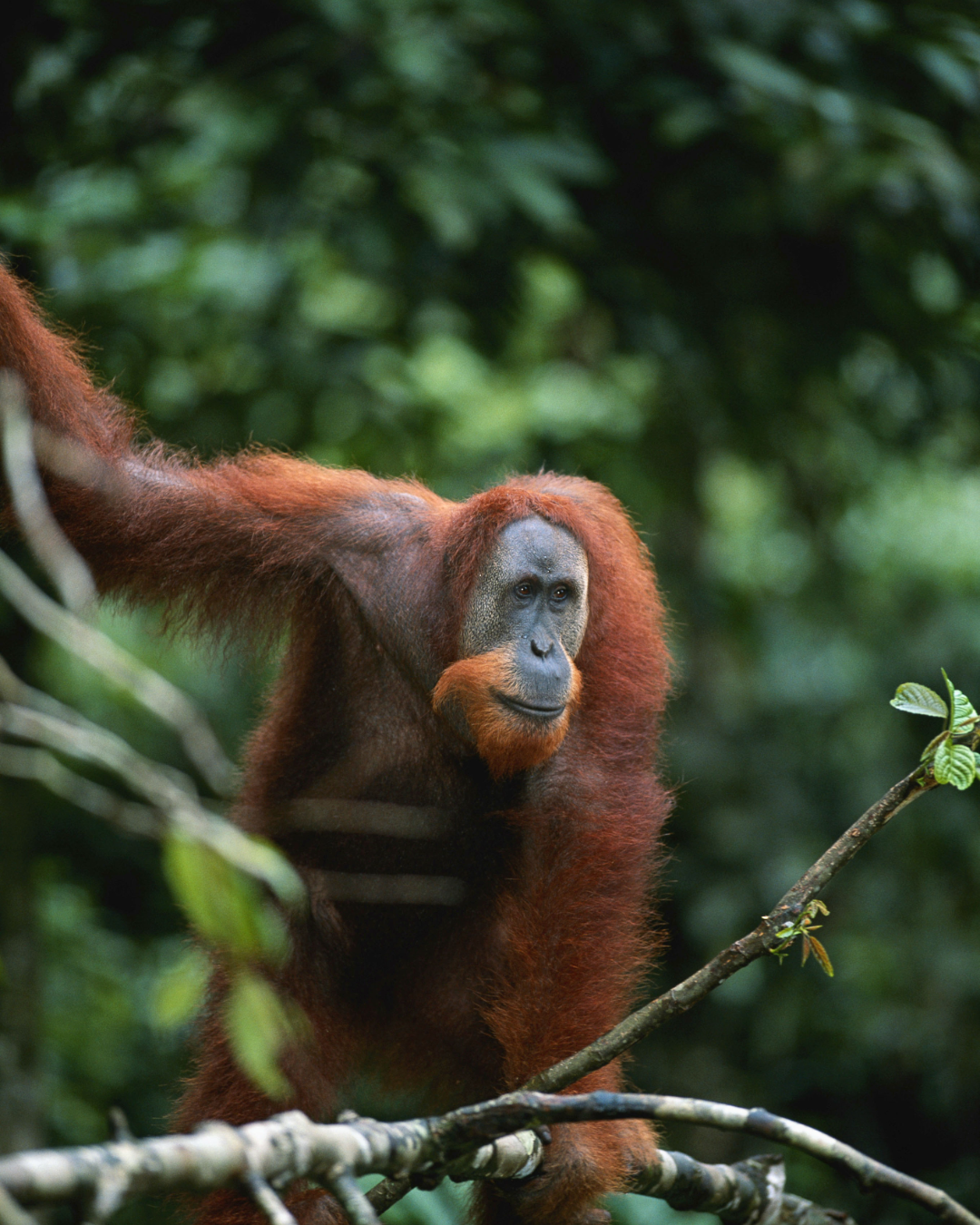 An orangutan climbs through the leafy rainforest canopy in Borneo
