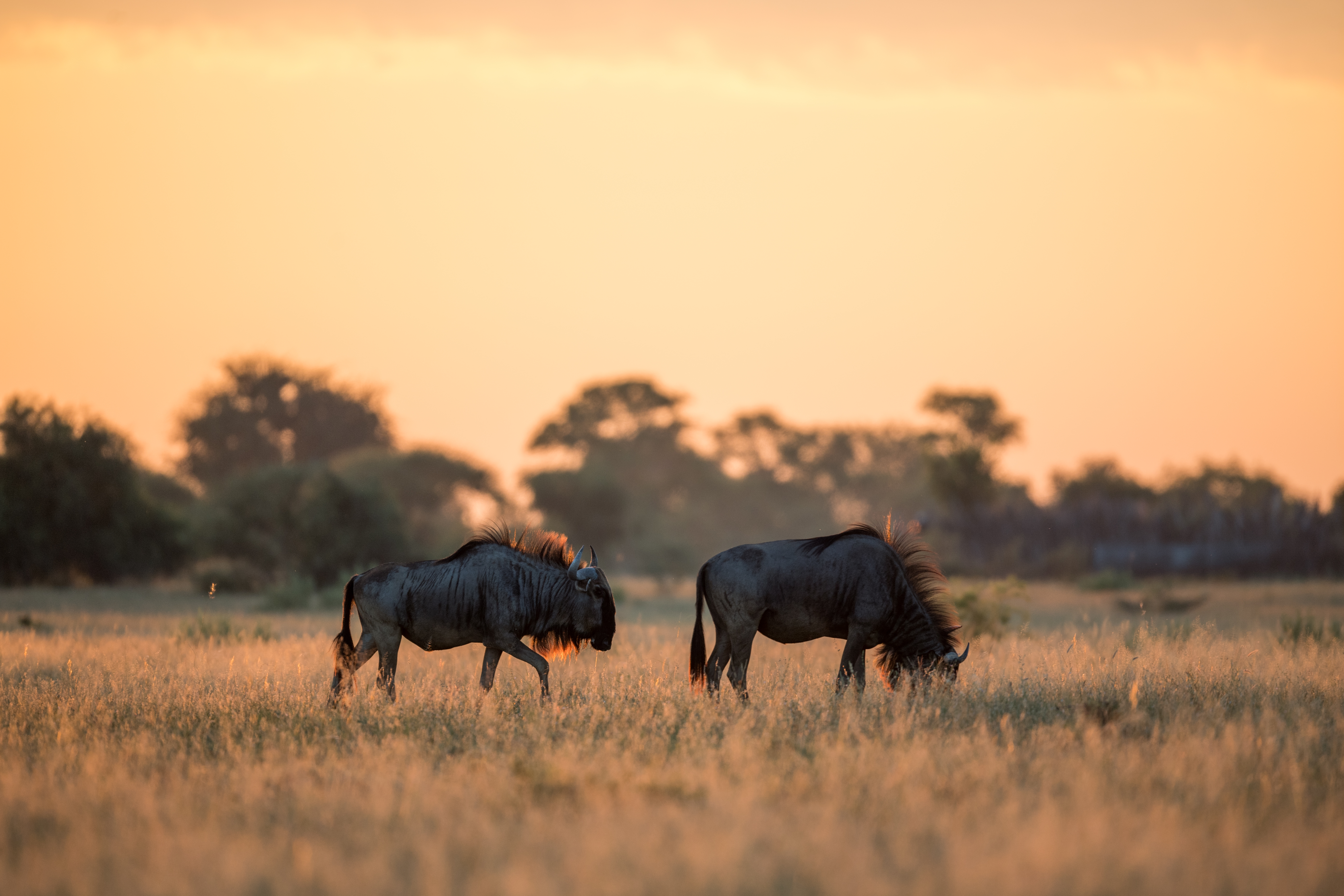 Two wildebeest grazing on golden plains at sunset, Botswana