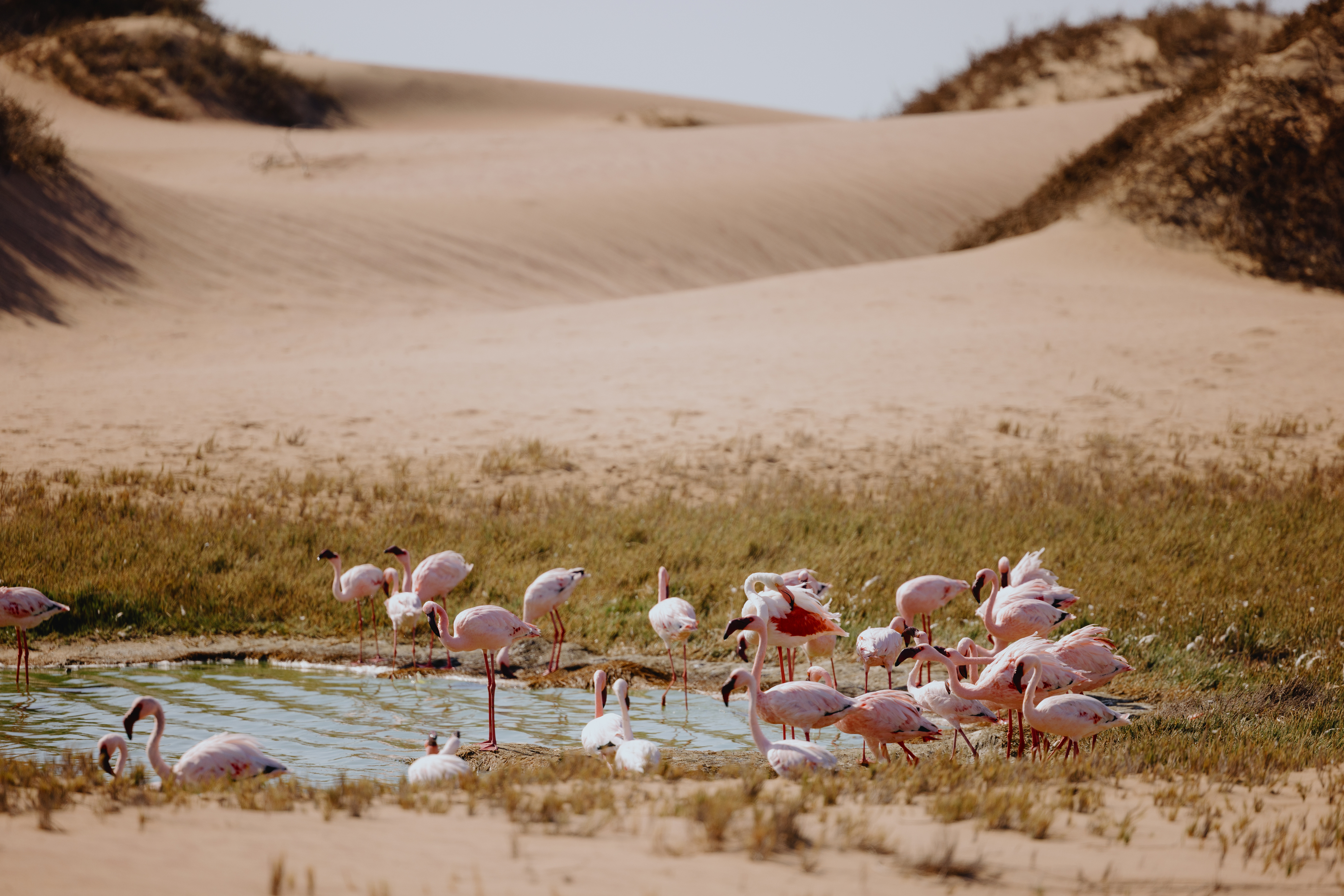Flock of flamingos gathered at a waterhole in the Etosha salt pans, Namibia