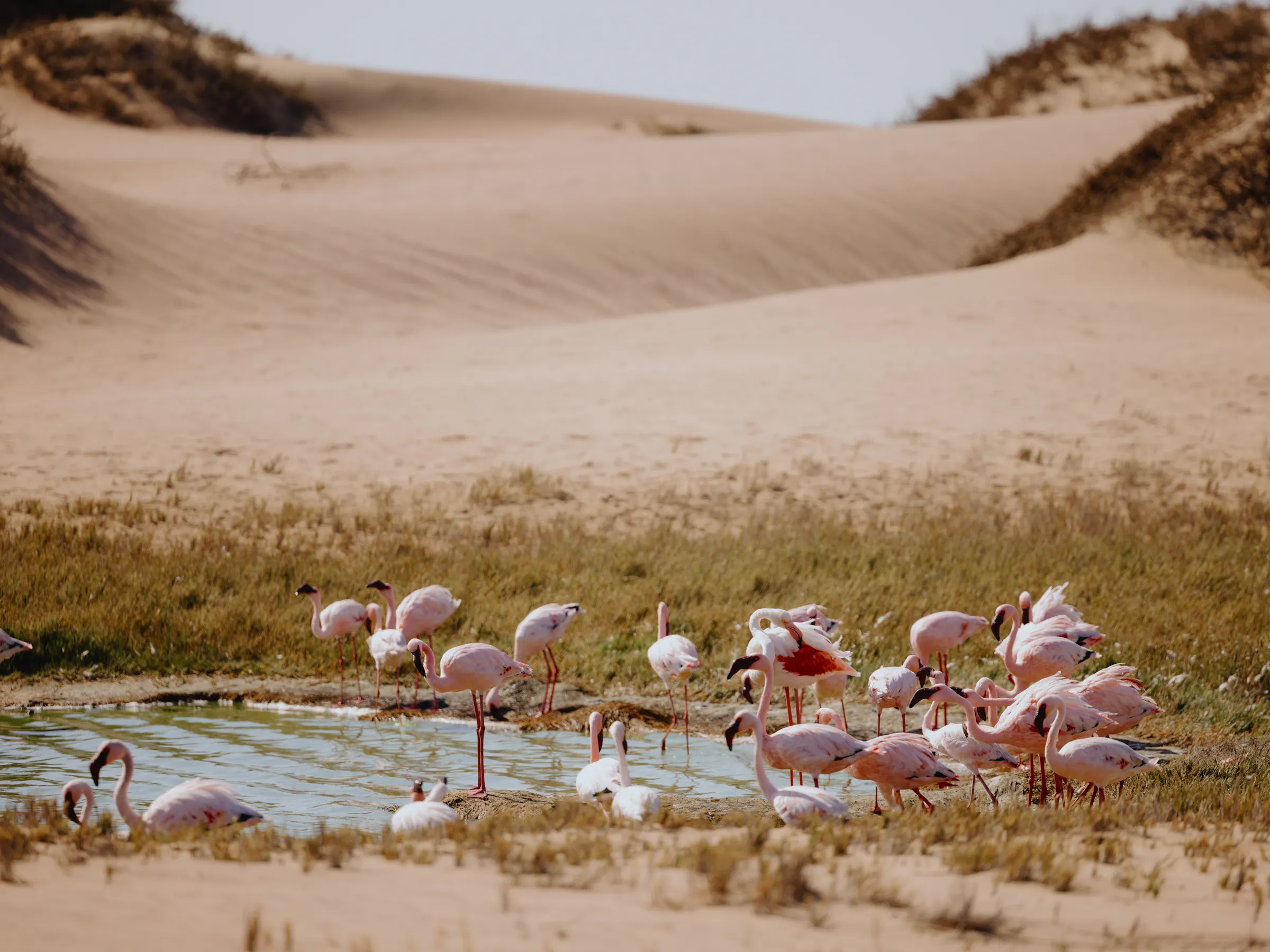 Flock of flamingos gathered at a waterhole in the Etosha salt pans, Namibia